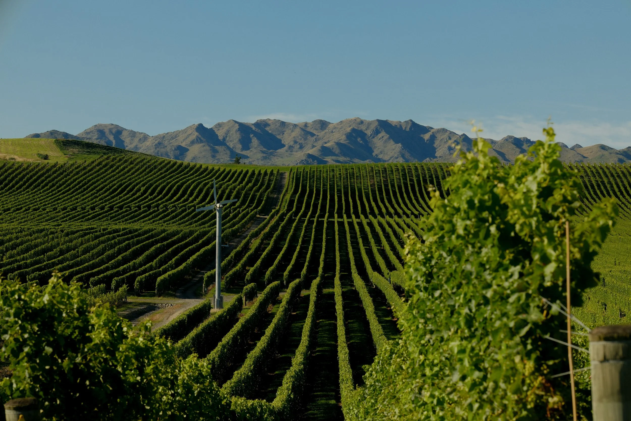 Wine-AR1-7.jpg