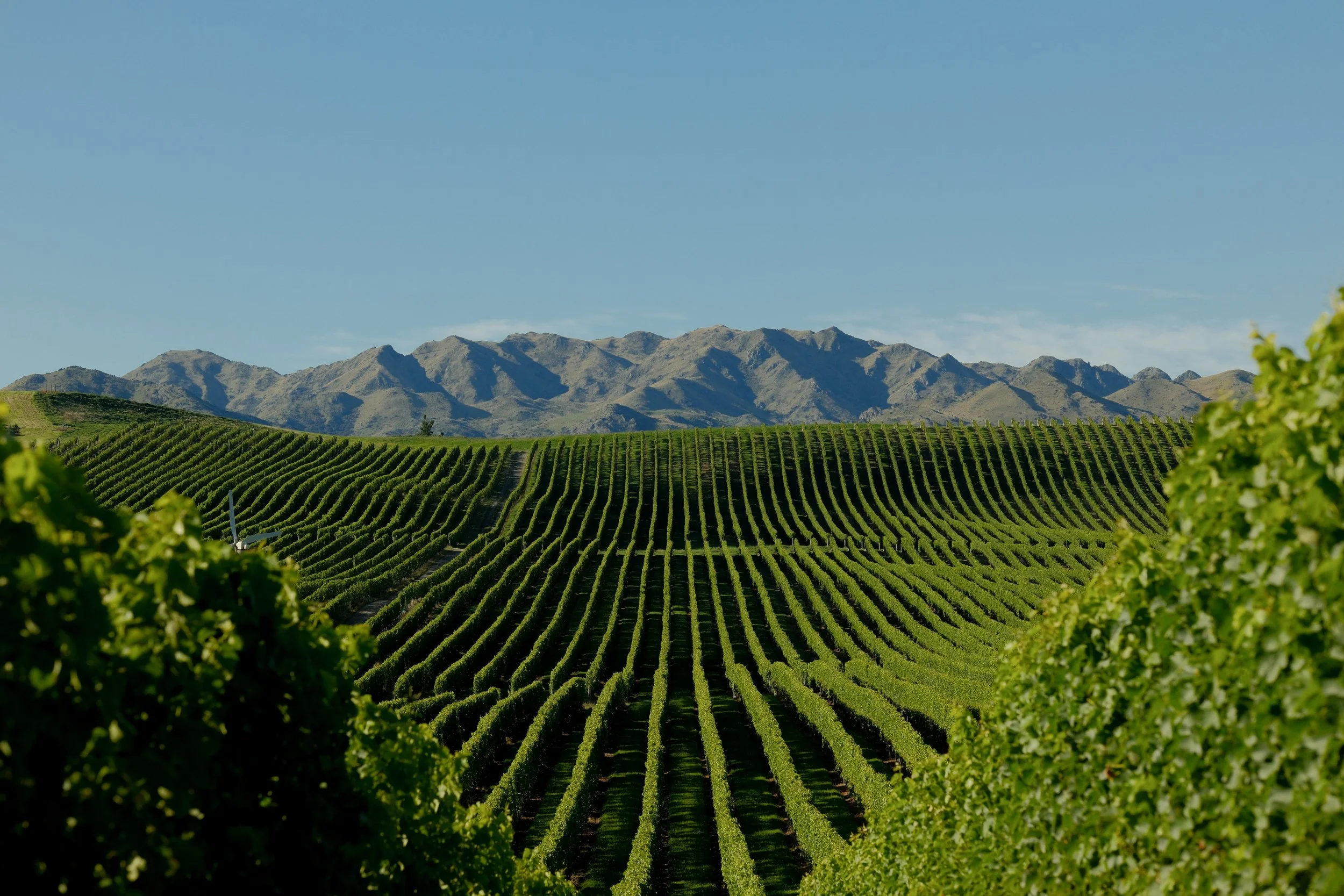Wine-AR1-9.jpg