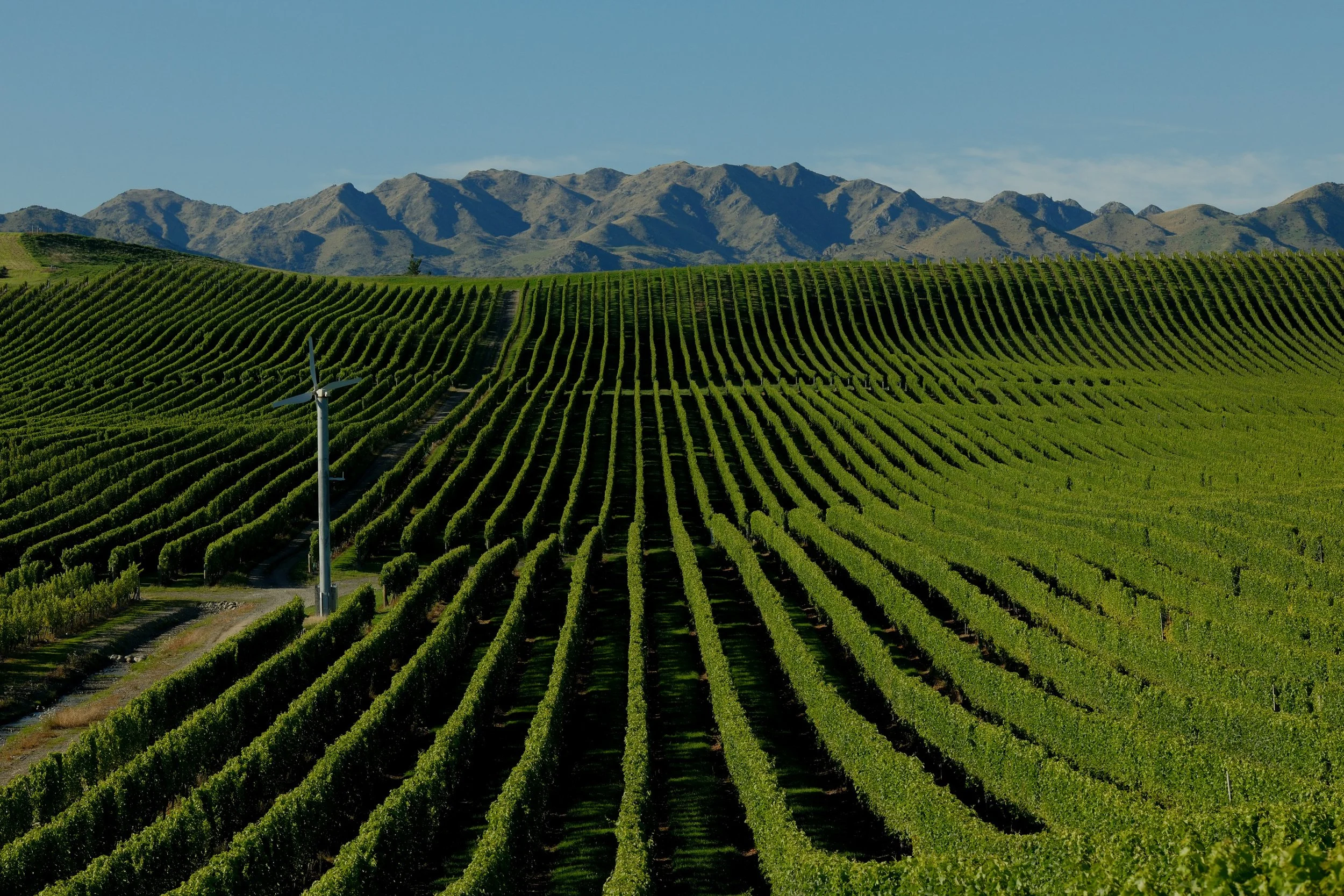 Wine-AR1-8.jpg