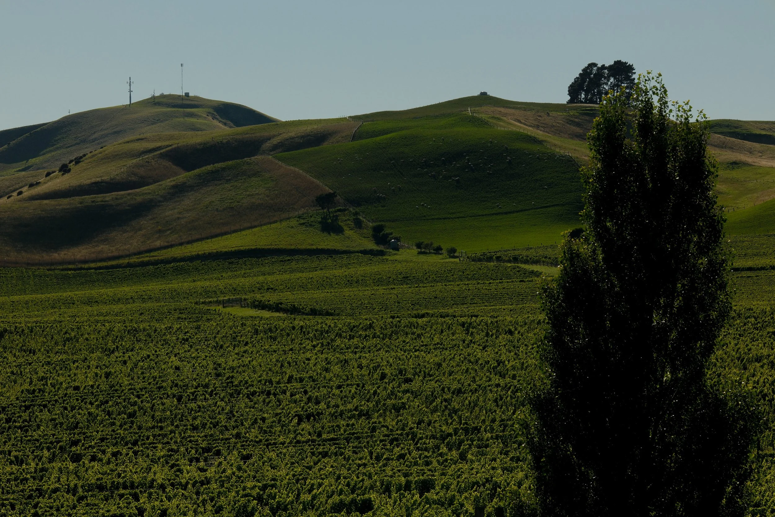 Wine-AR1-10.jpg