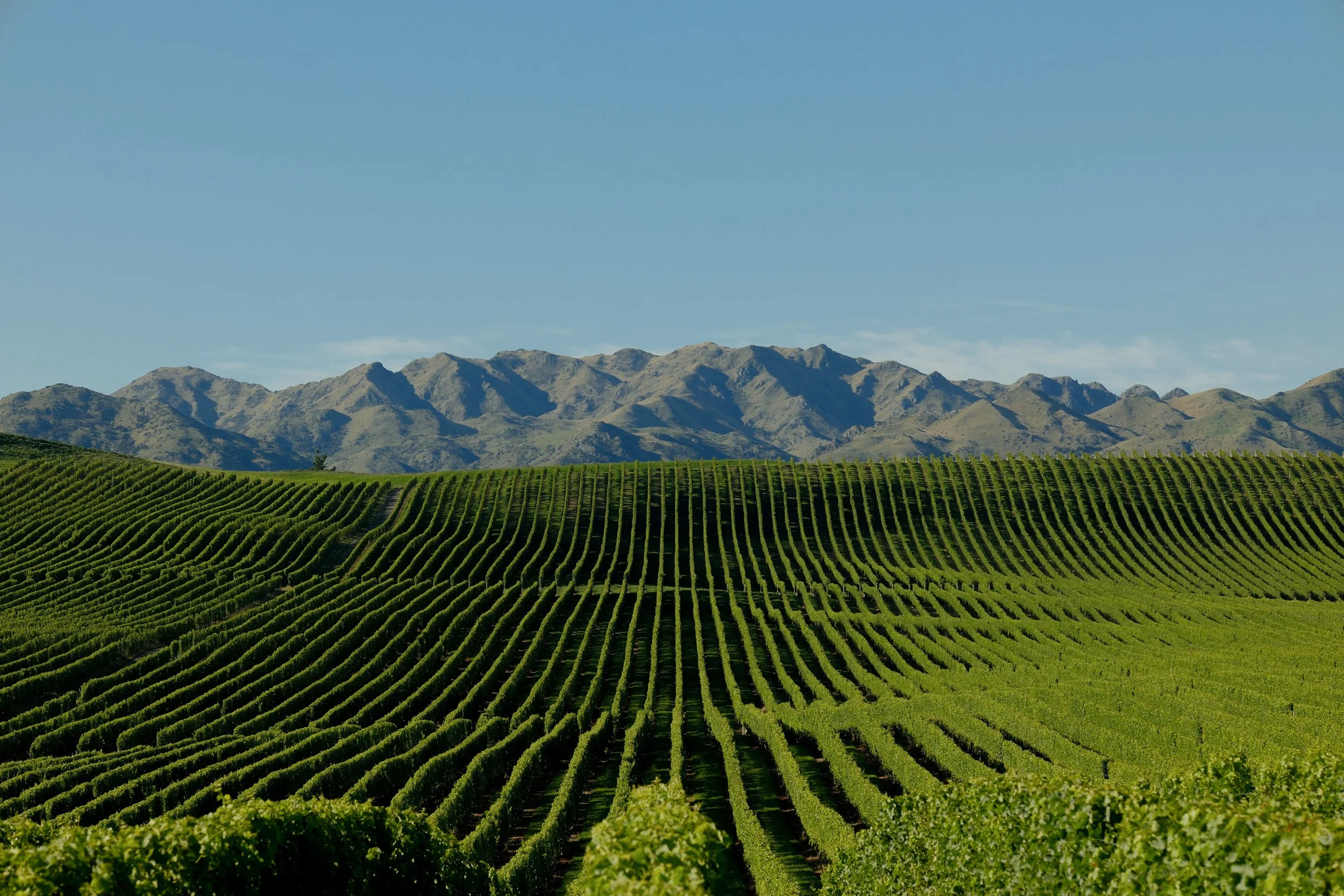 Wine-AR1-11.jpg