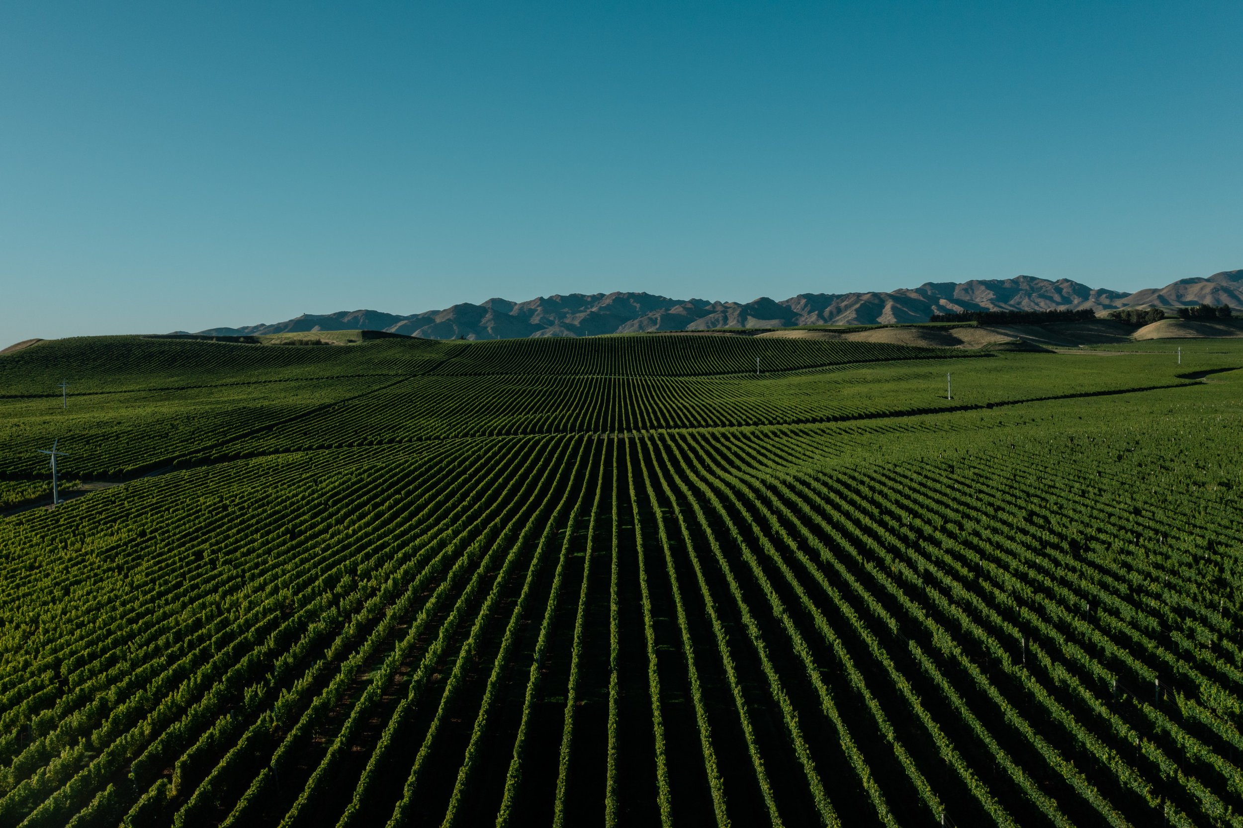 Wine-AR1-12.jpg
