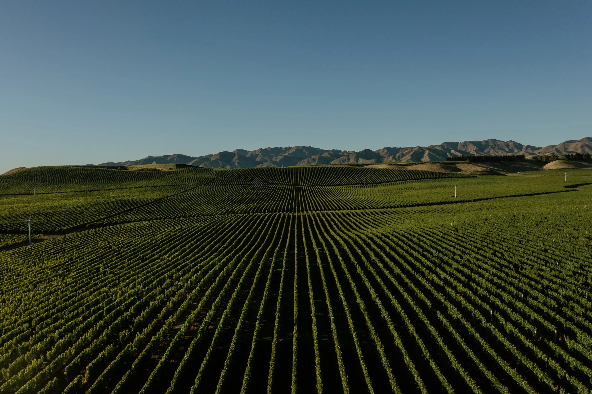 Wine-AR1-13.jpg