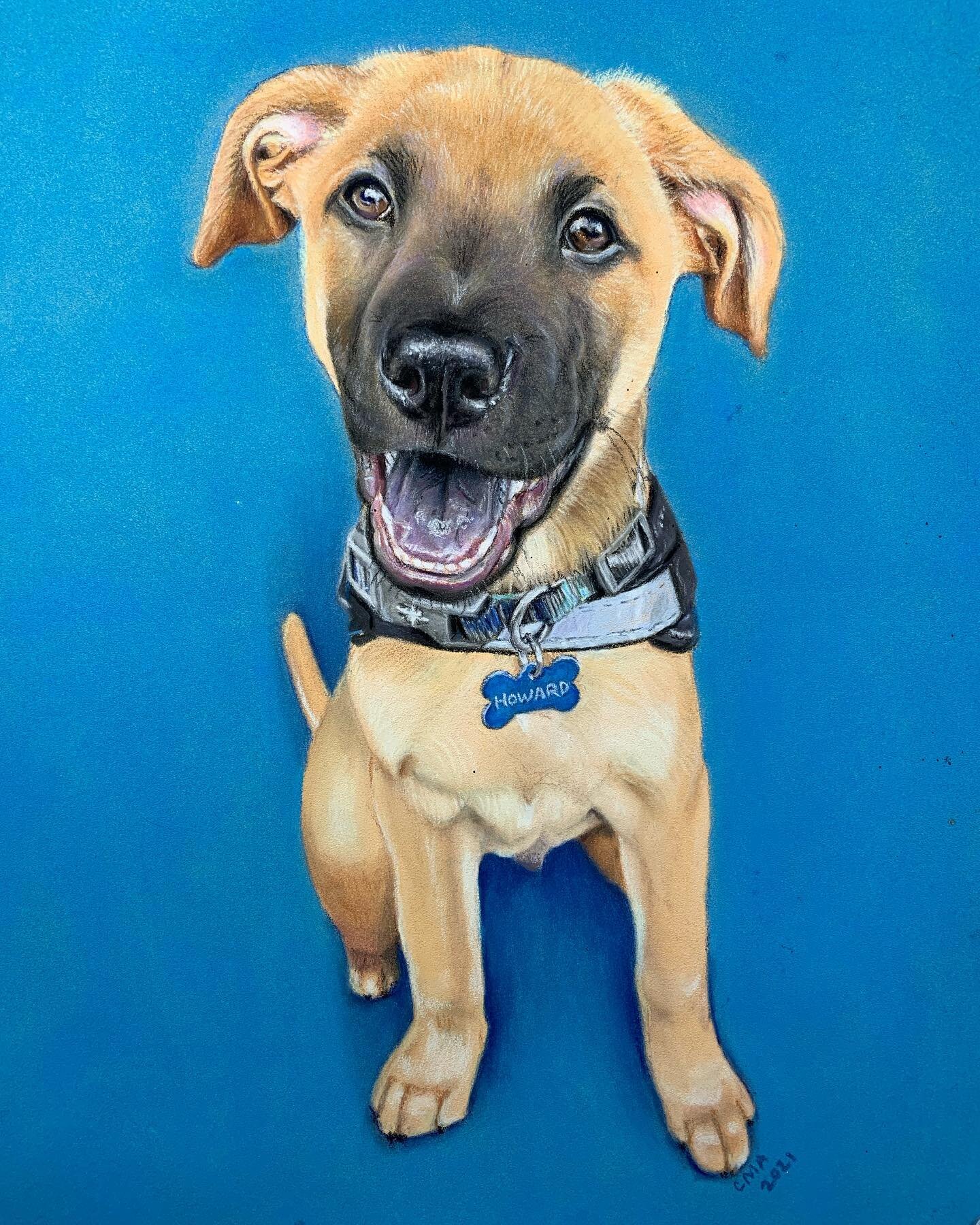How cute is Howie? I tried experimenting with a colored background to match his name tag. What do you think?

Panpastels and pastel pencils (Caran d&rsquo;Ache, Derwent, Faber Castell, Stabilo) with Faber Castell soft pastel sticks for background on 