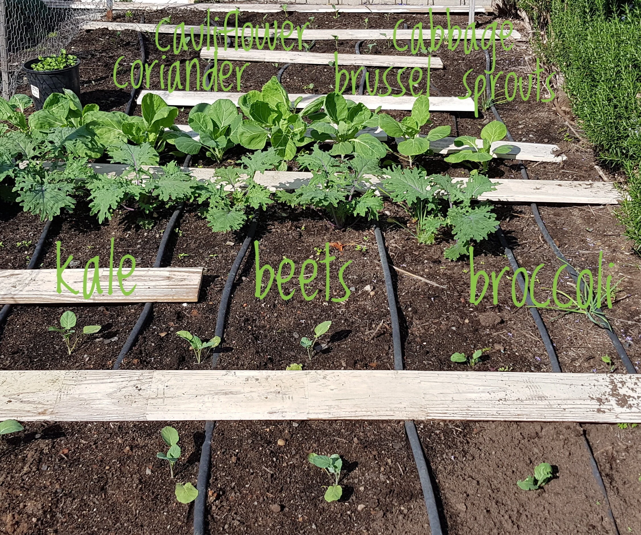 brassica bed before exclusion netting