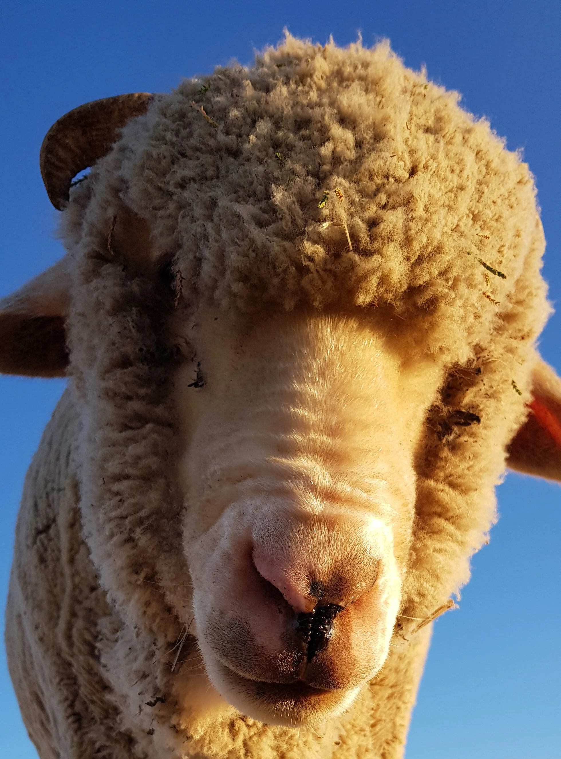 vale Thad (Thadeus) 9 Sept 2018 - 18 June 2020