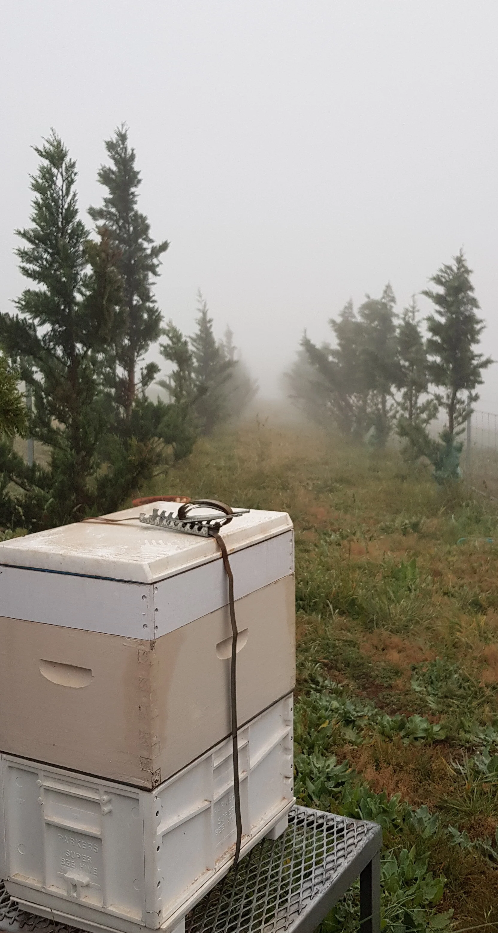 Not an easy time for the bees