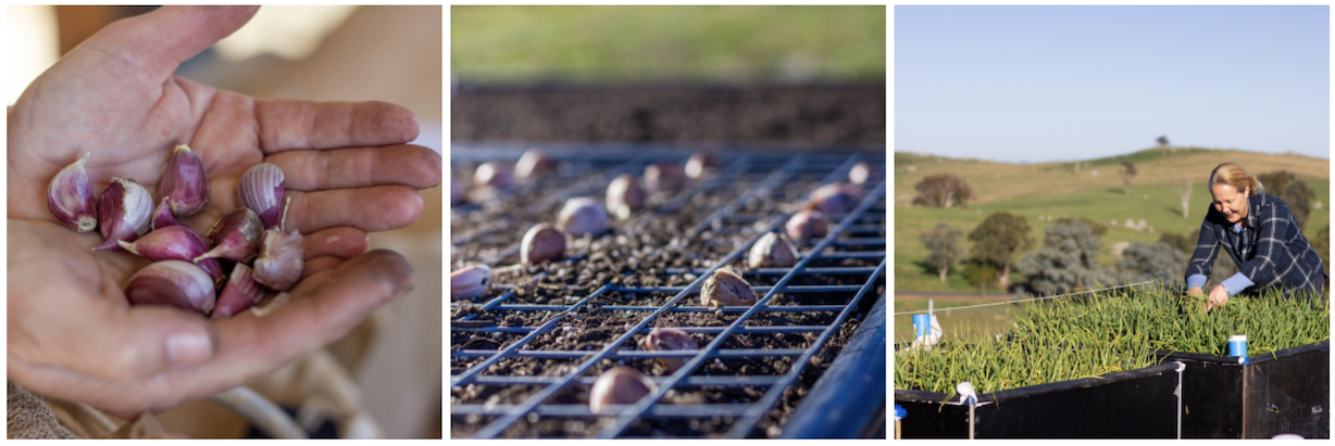 pics by Em Callaghan @Emcallaghan1