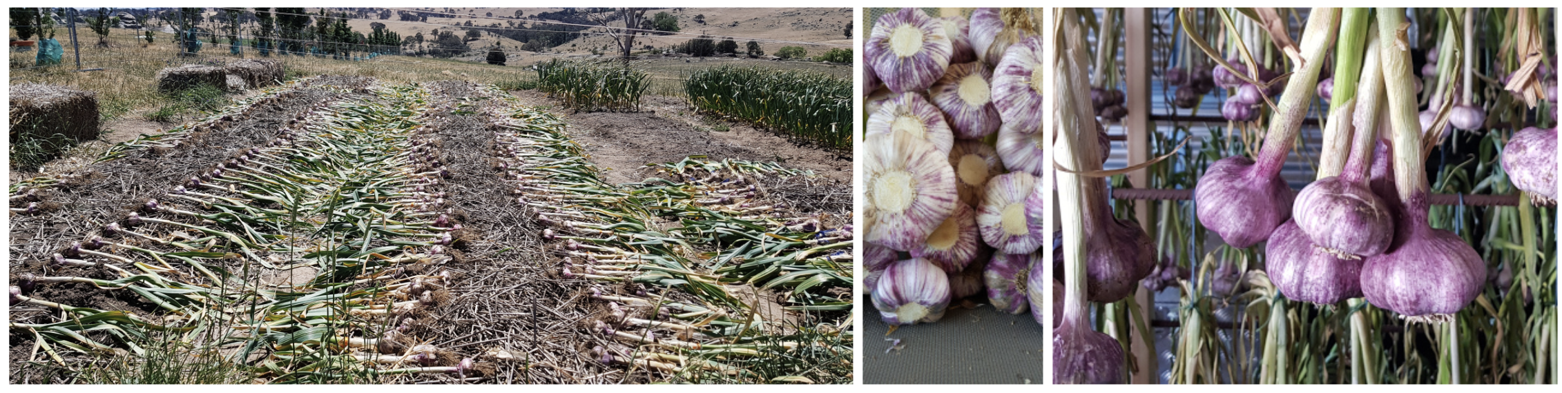 Screen Shot 2020-08-28 at 1.27.44 pm.png