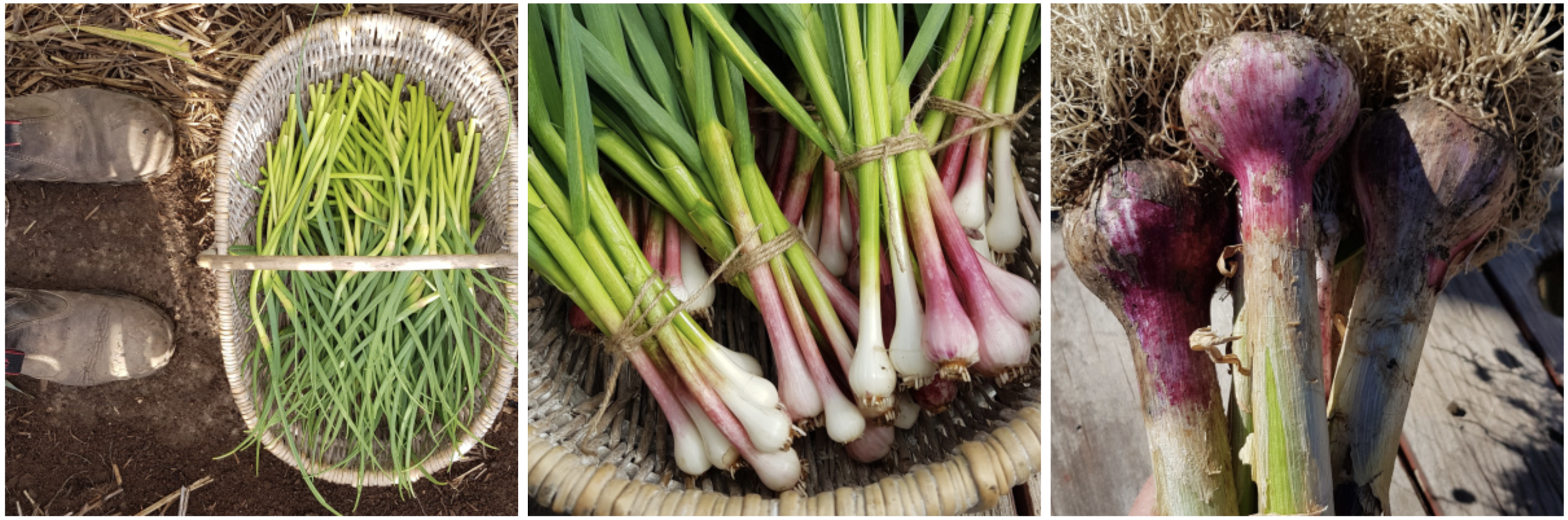 Screen Shot 2020-08-28 at 2.04.54 pm.png