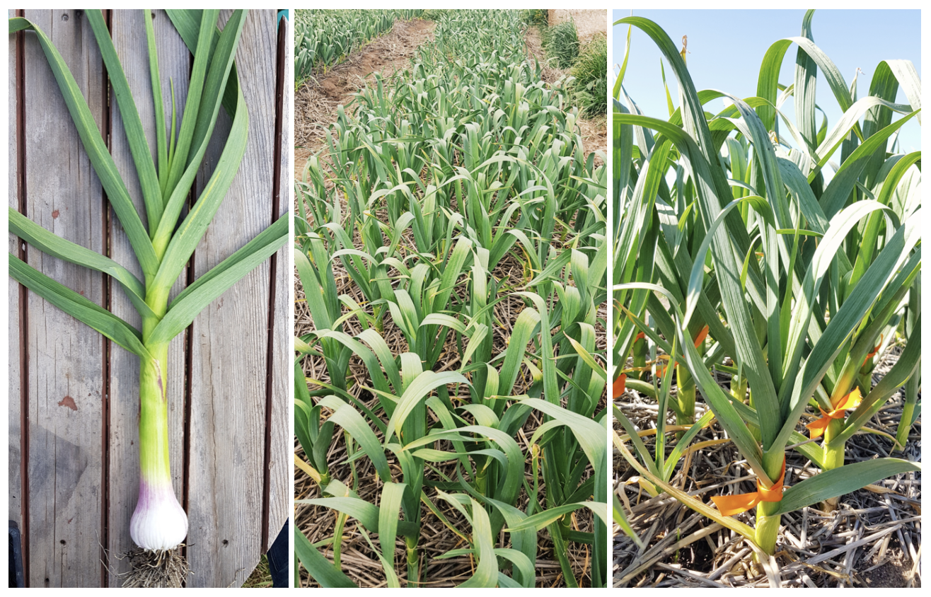 Screen Shot 2020-08-28 at 9.41.08 pm.png