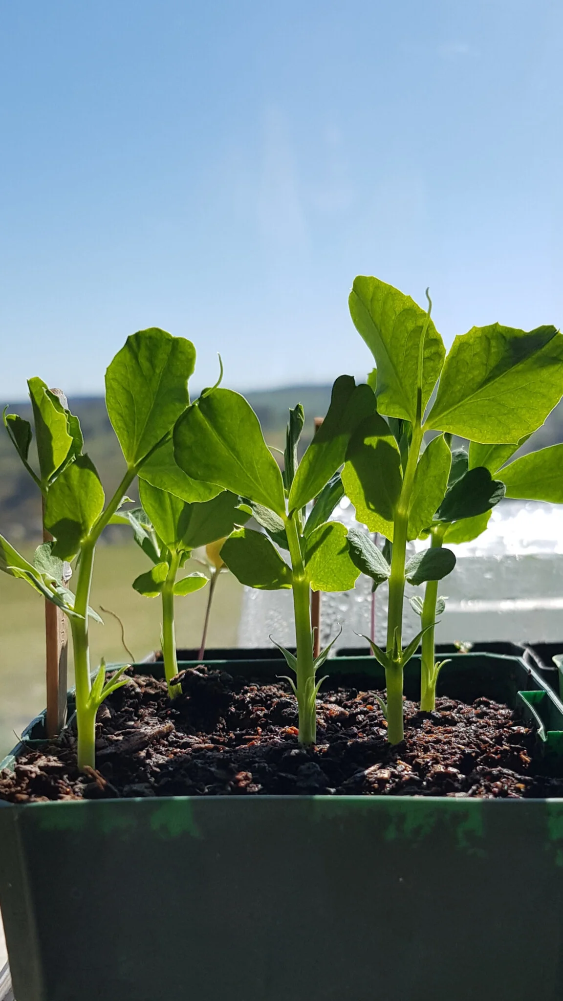 peas started indoors