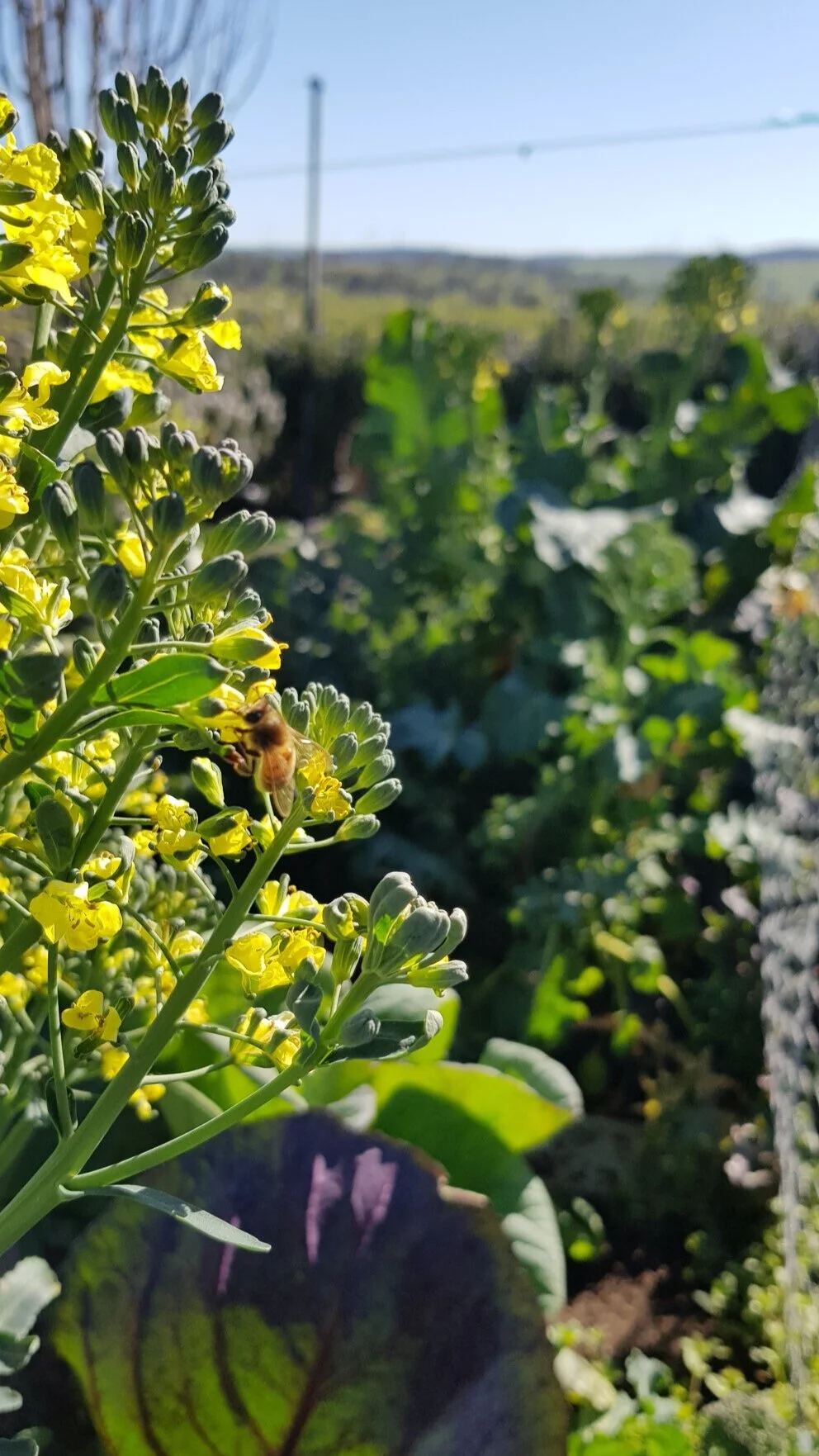 the bees have the tender stem broccoli&nbsp;