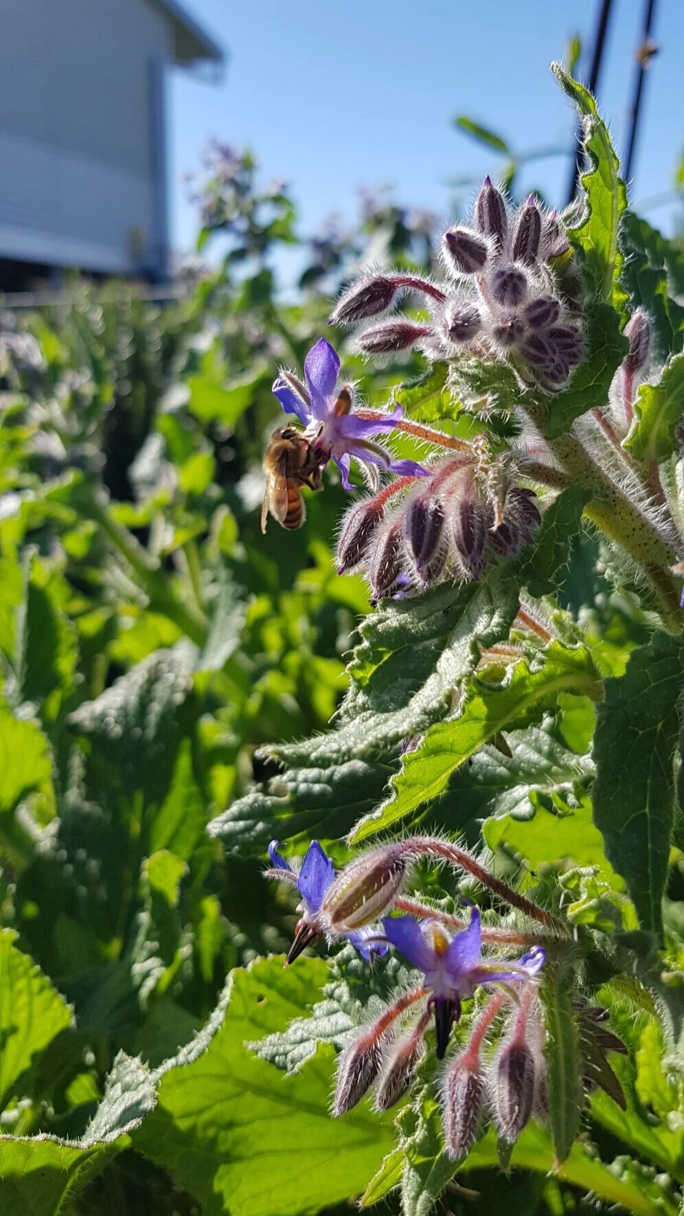bees love borage&nbsp;