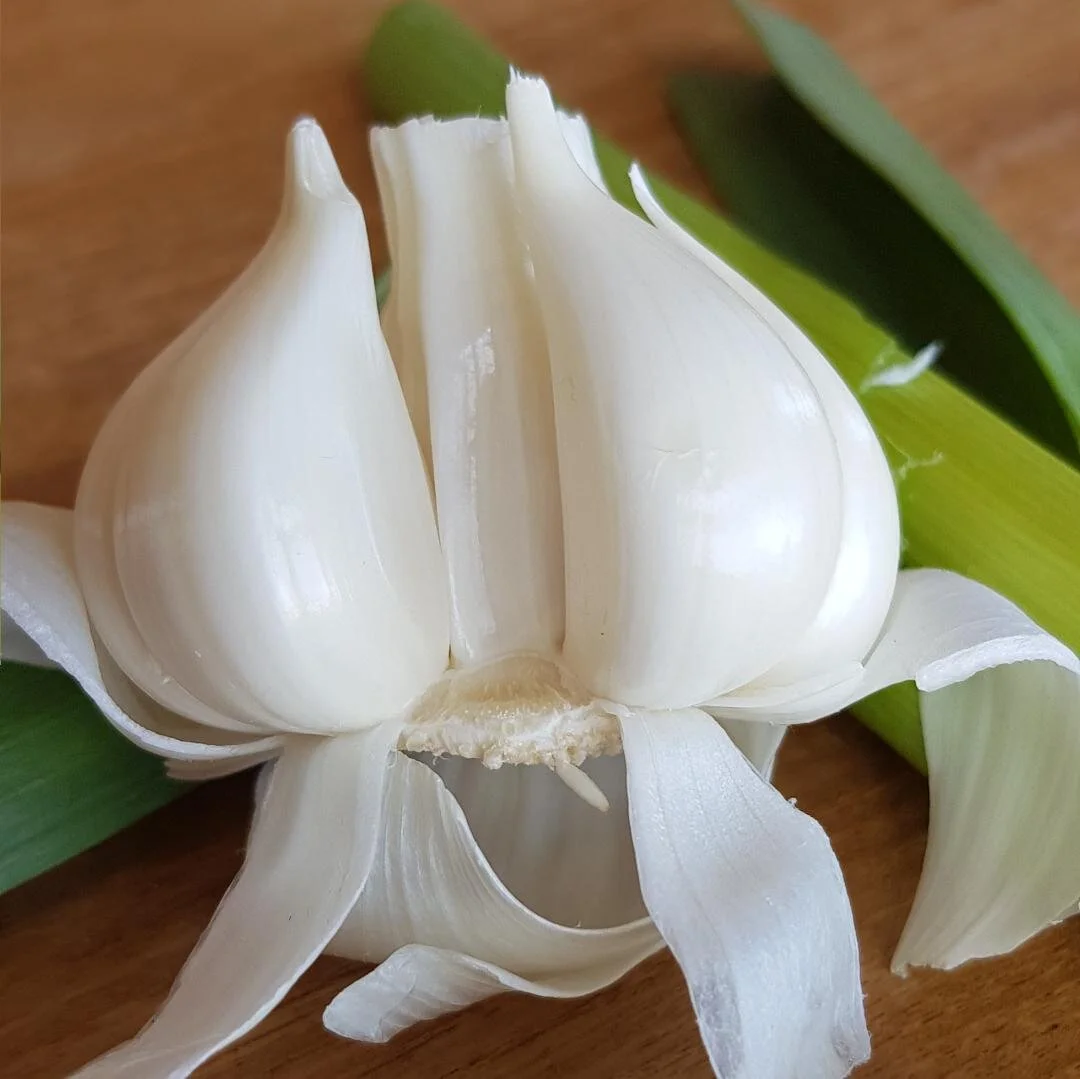 Green garlic  Typically a treat known only to the grower, this garlic is hard to find and is quite different to the traditional cured bulbs. A staple in Asian cuisine where the whole tender plant or just the greens are used with little to no preparation or waste. Selected from prime plants, before the curing process starts and the papery skins develop. We offer garlic greens, garlic shoots, scapes and fresh garlic bulbs (pictured above). Green garlic is garlic at it’s nutritional best with a fresh, crisp garlic flavour.