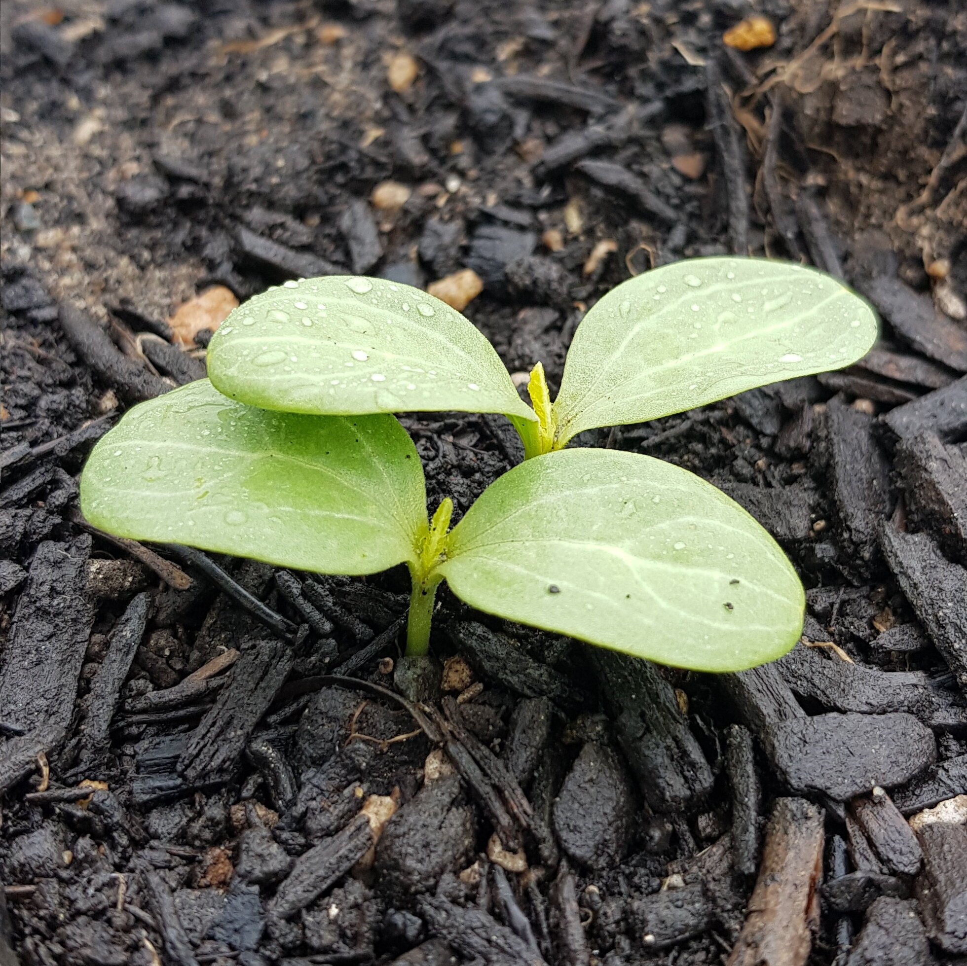 Golden Midget  Citrullus lanatus