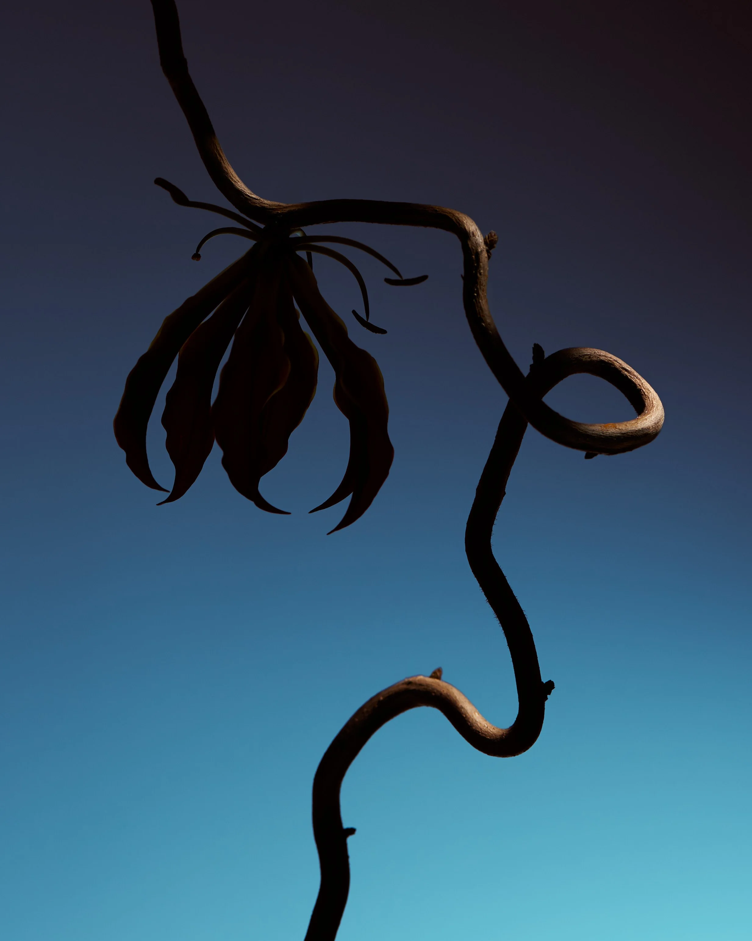 FIORI_2-1.jpg