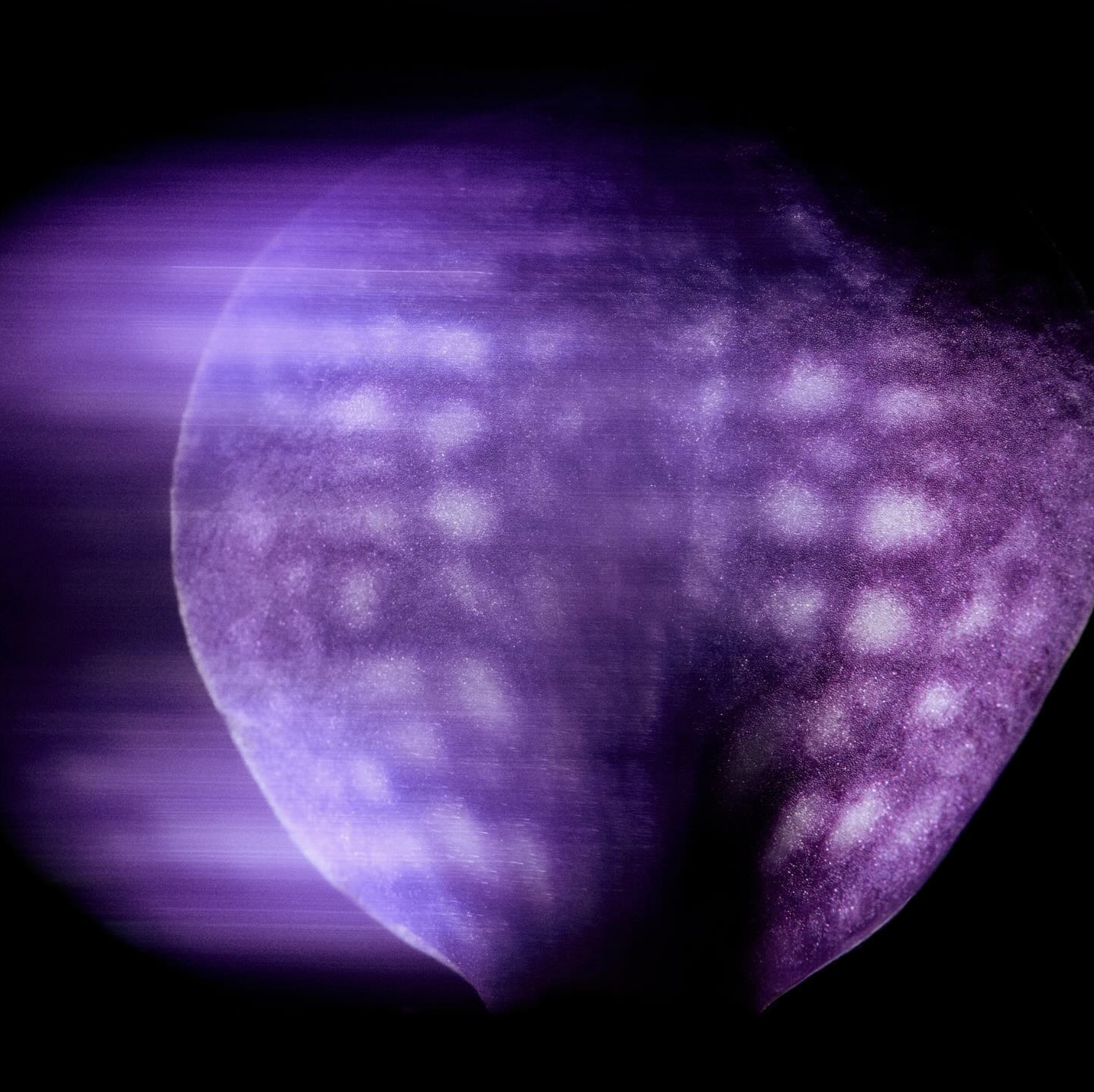 Flower_01.jpeg