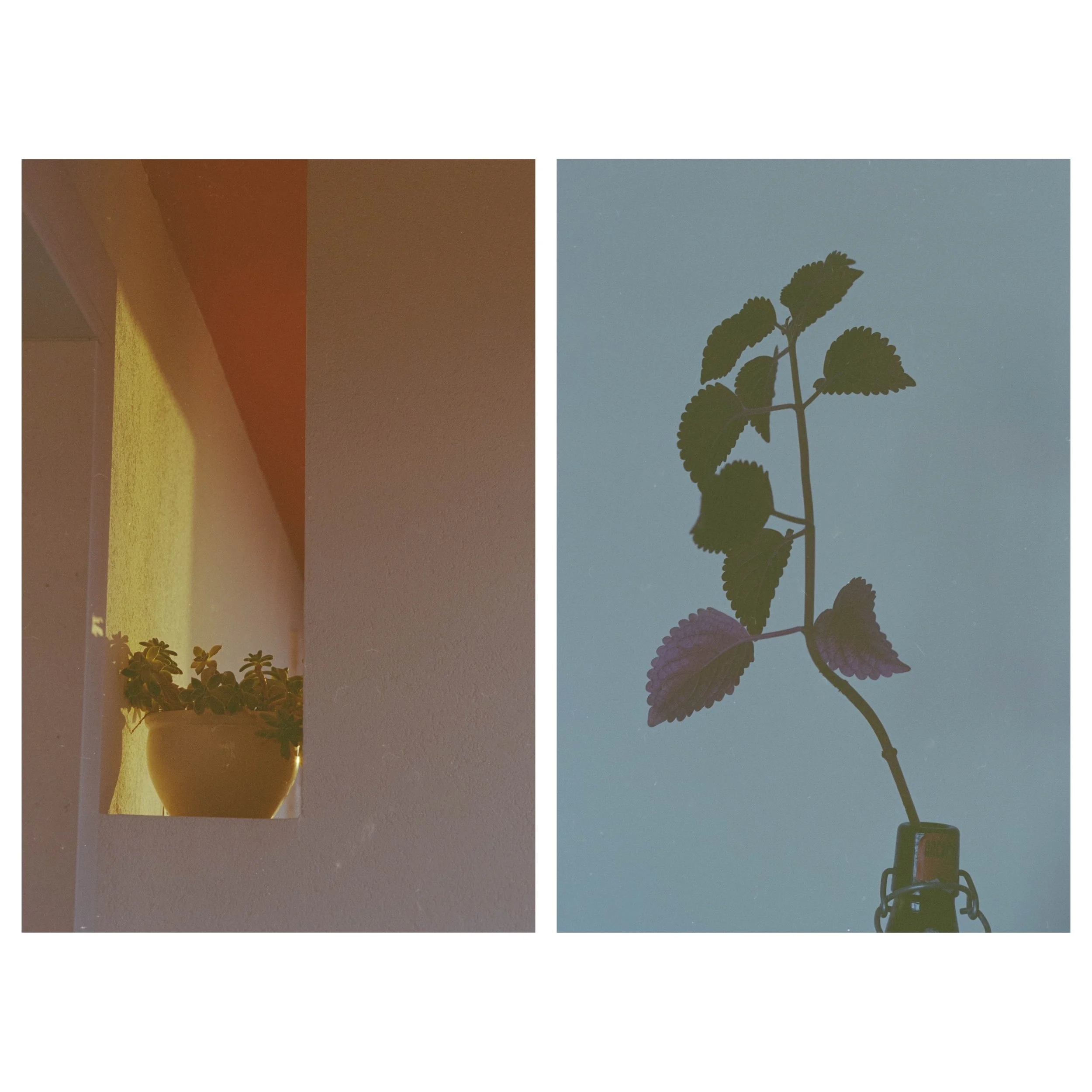 InCollage_20261013_073157796.jpg