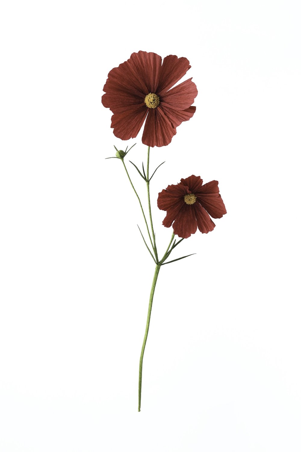 Paper Cosmos Flower — A PETAL UNFOLDS