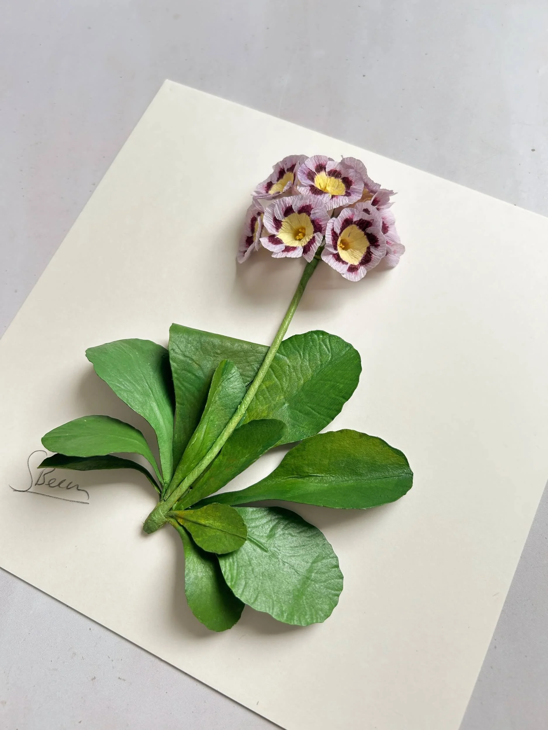 paper-auricula-mounted-flatlay-a-petal-unfolds.jpg
