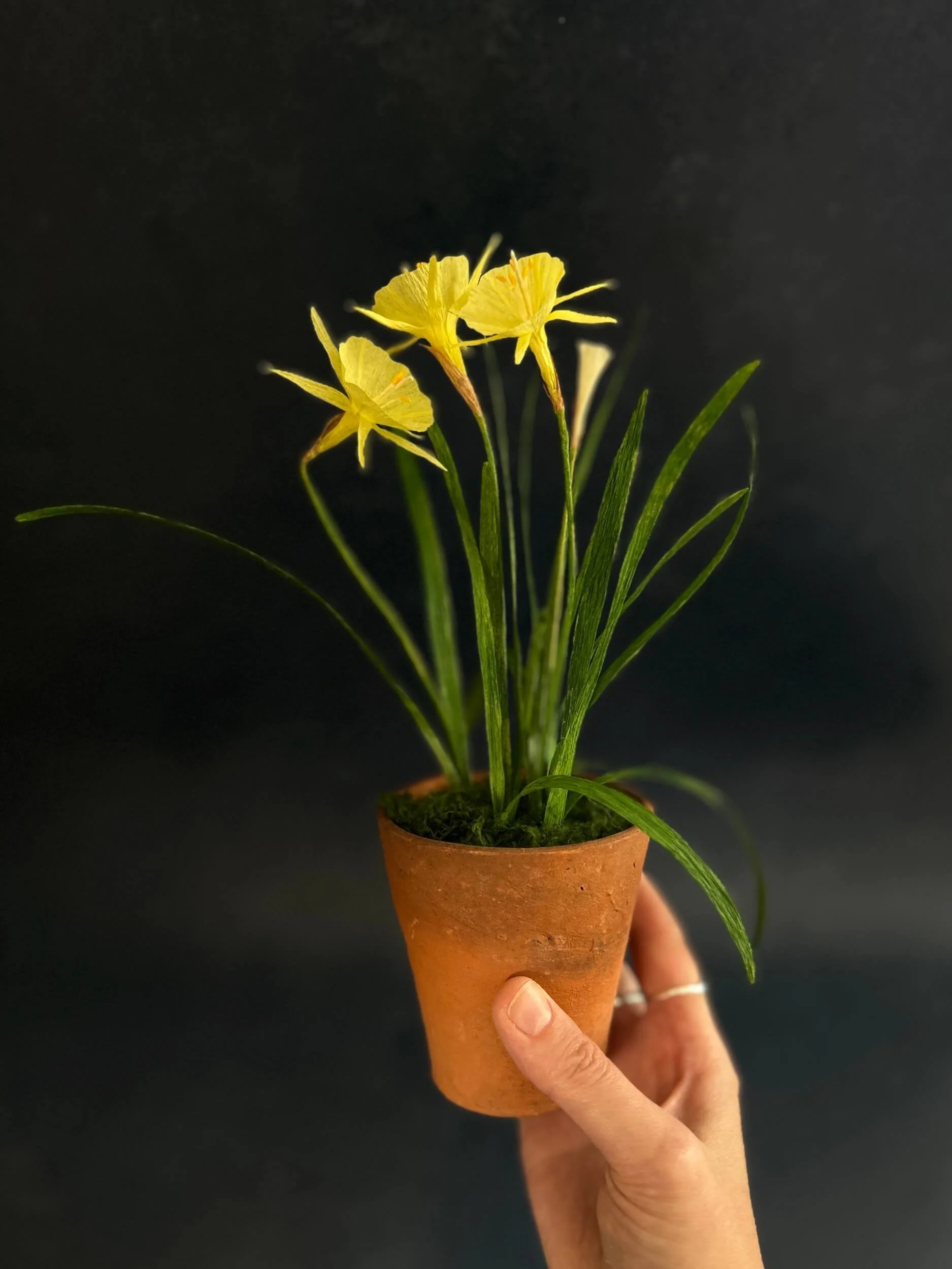 Potted Paper Narcissus- London- Full-day Workshop Weds 10th March