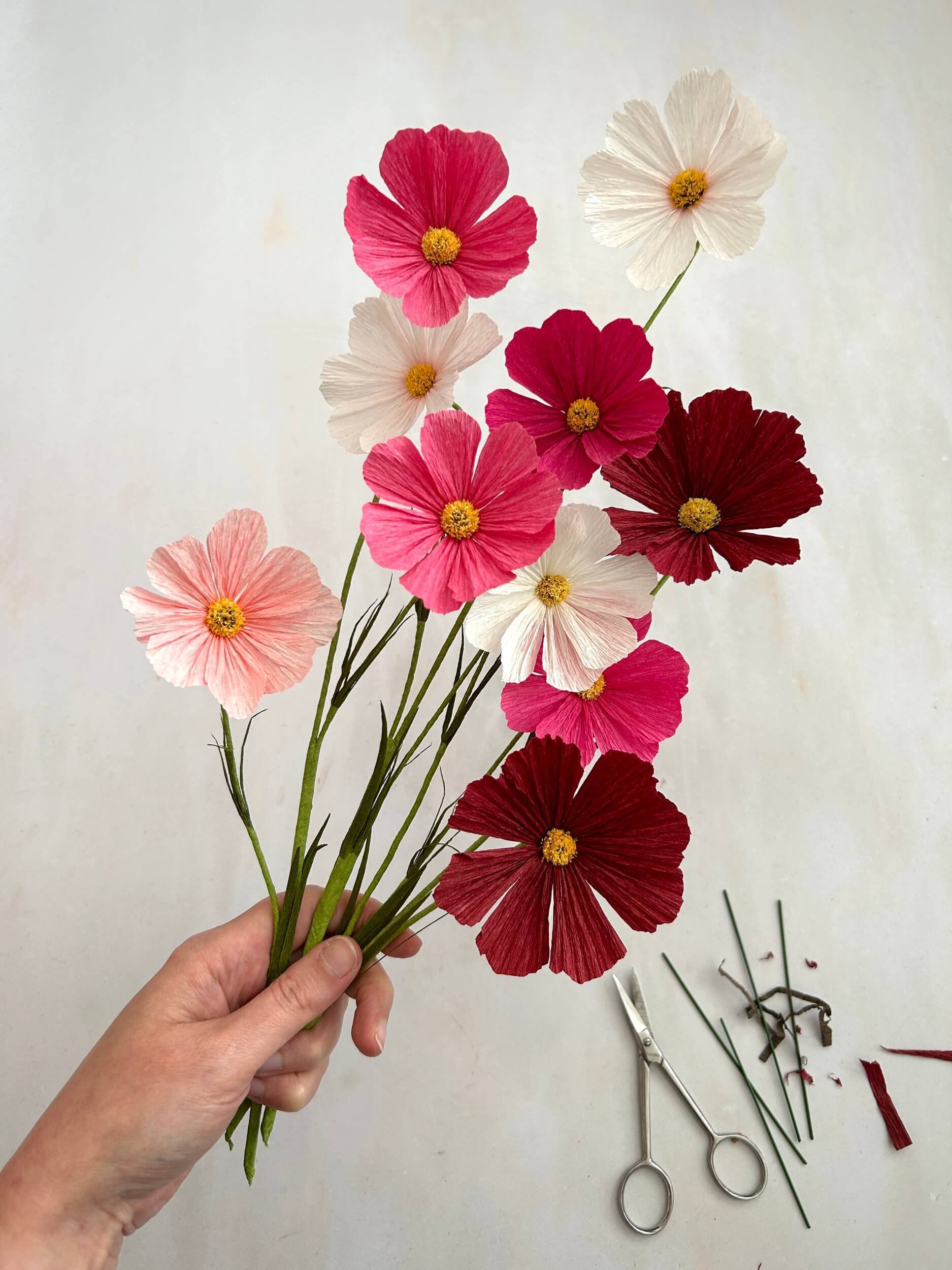 paper-flower-workshop-cosmos-white-background-a-petal-unfolds.jpg
