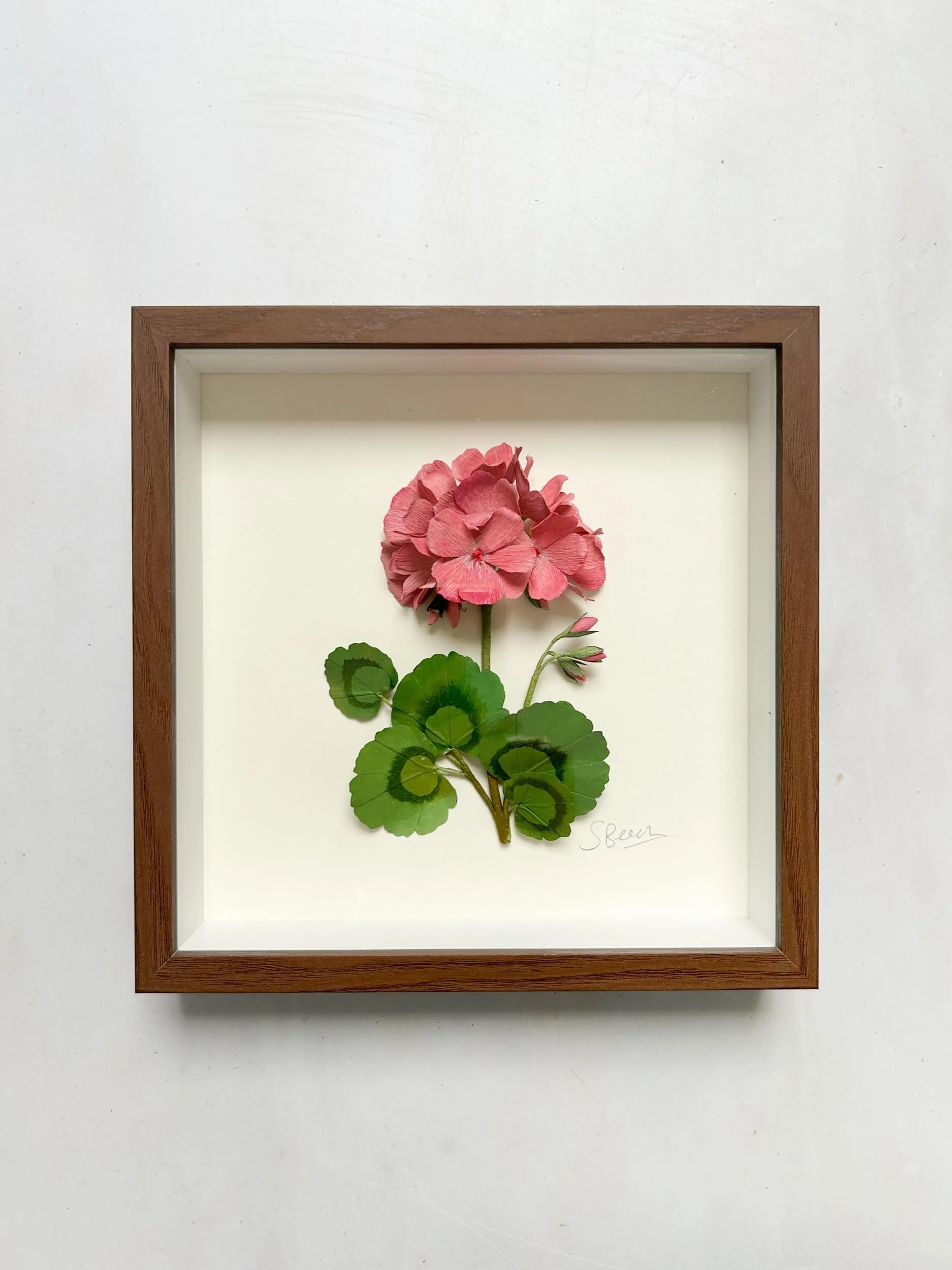 framed-pink-paper-geranium-a-petal-unfolds.jpg