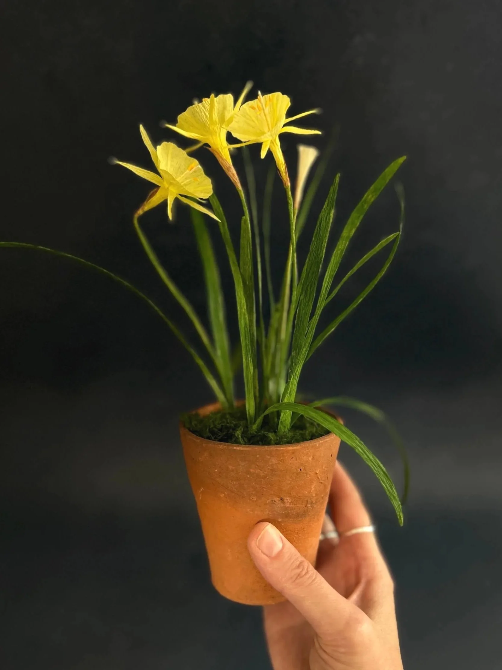 potted-paper-narcissus-a-petal-unfolds-workshop-hand.jpg