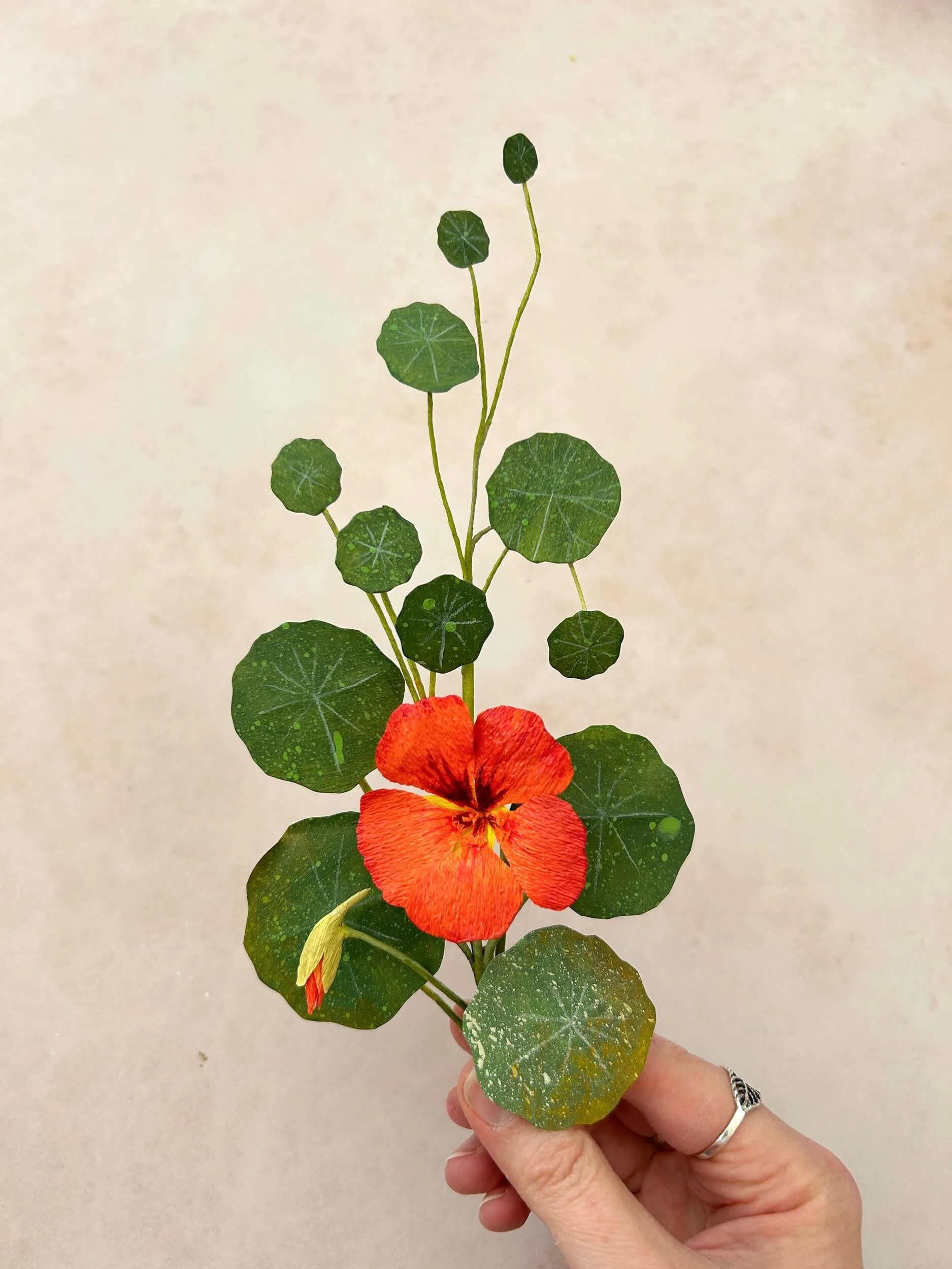 paper-nasturtium-stem-in-hand-a-petal-unfolds.jpg