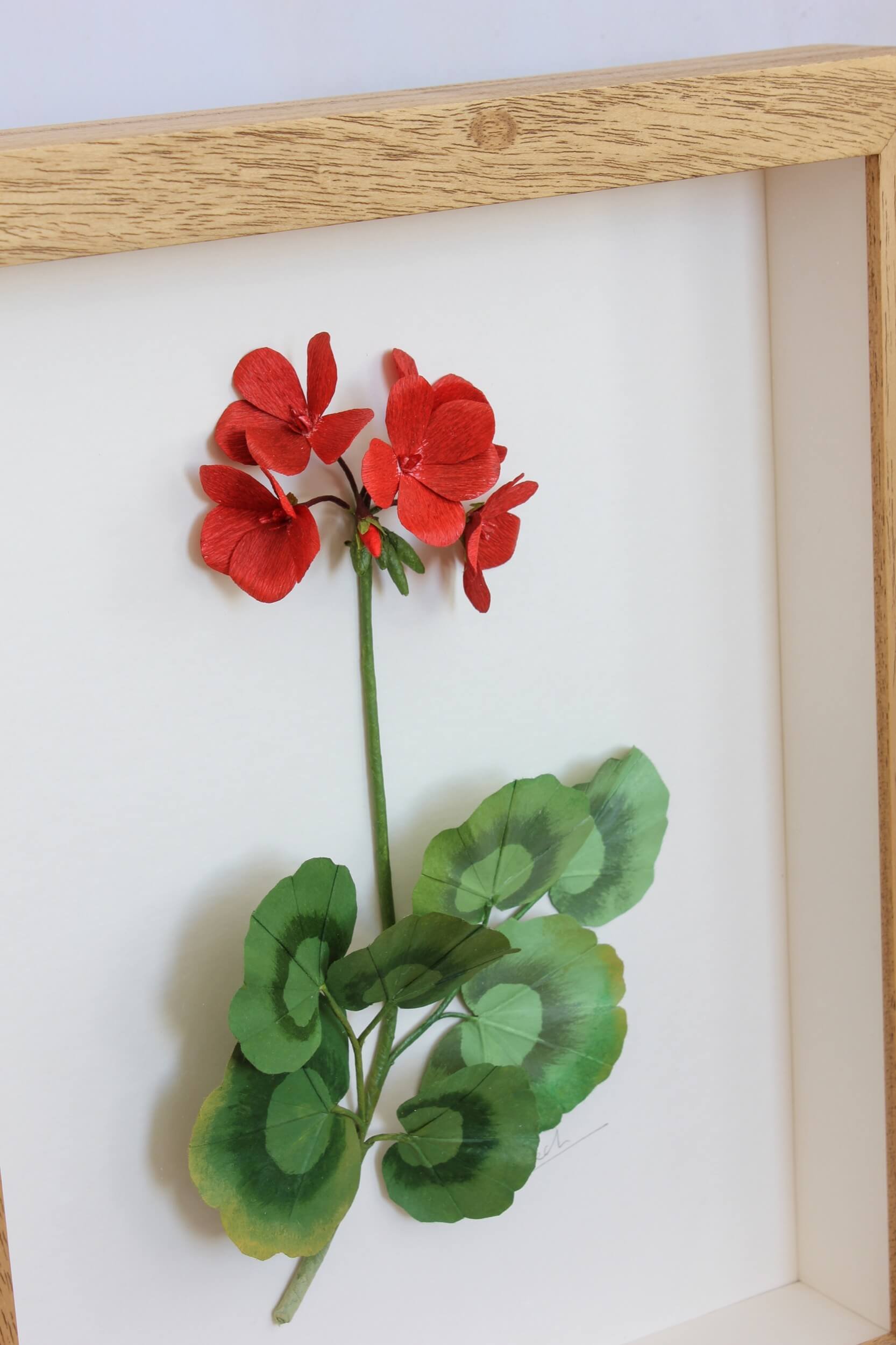 red-paper-geranium-close-up-a-petal-unfolds.jpg