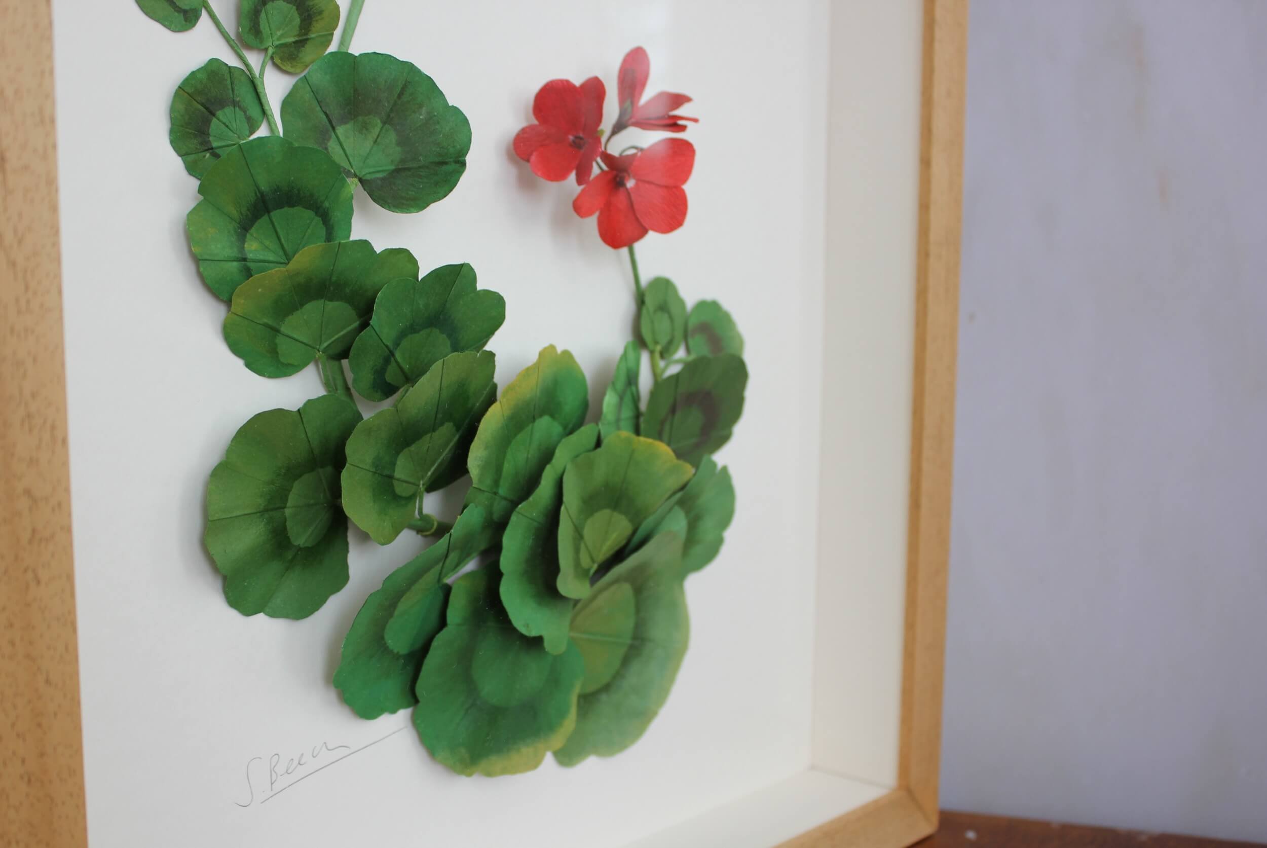 red-paper-geranium-leaf-cluster-framed-a-petal-unfolds.jpg
