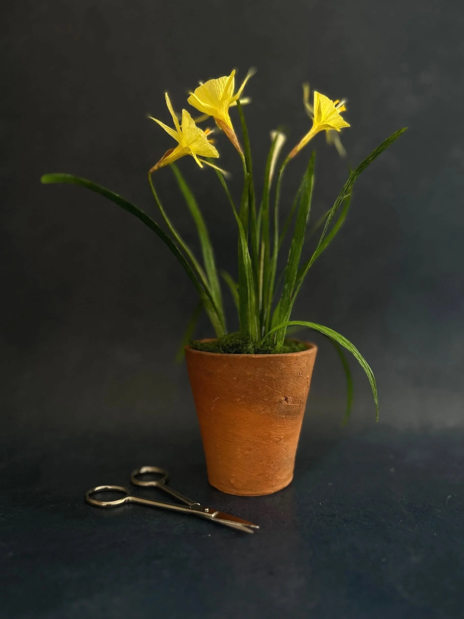 potted-paper-narcissus-flowers-a-petal-unfolds-with-scissors.jpg
