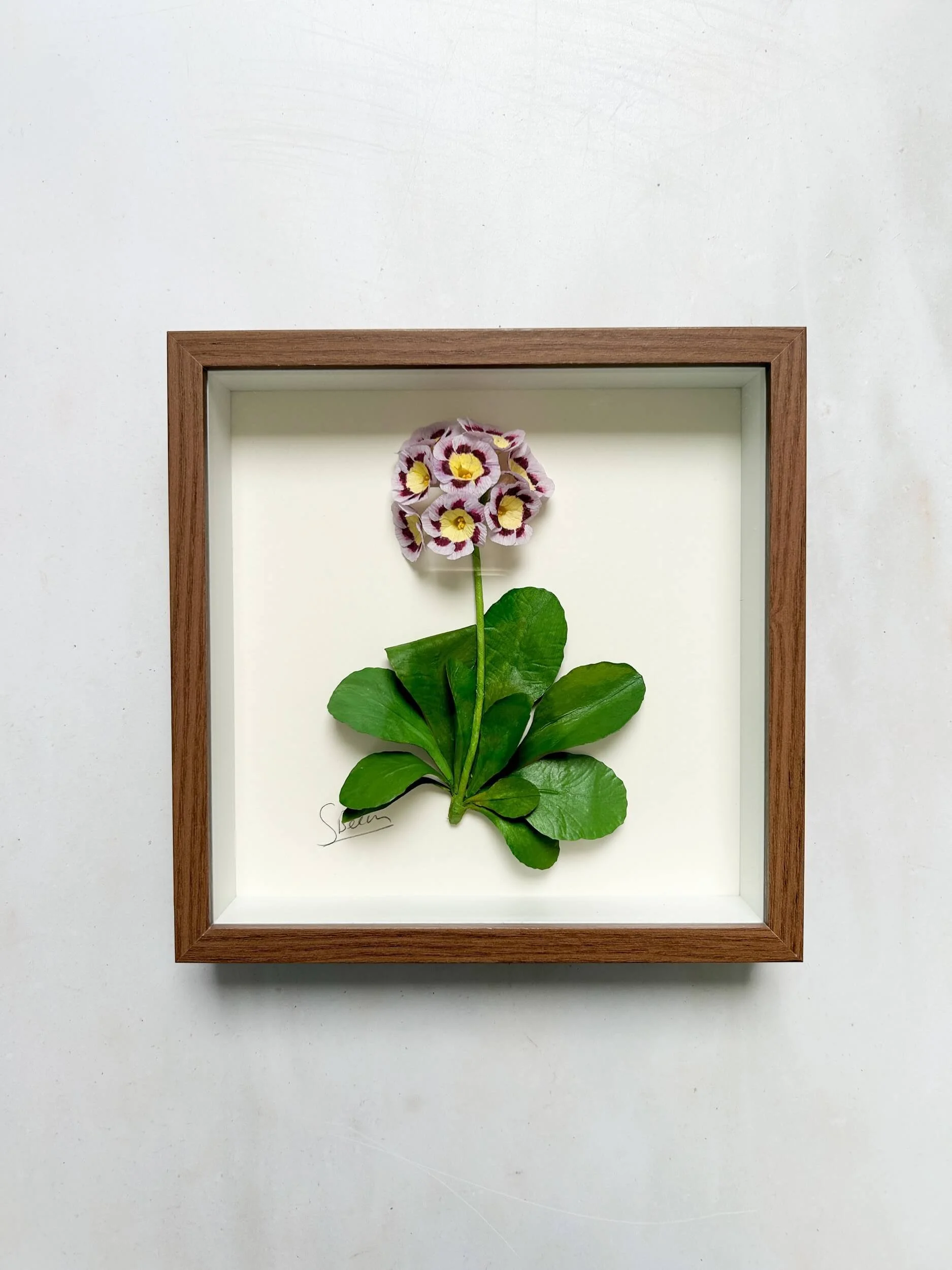 paper-auricula-framed-a-petal-unfolds.jpg