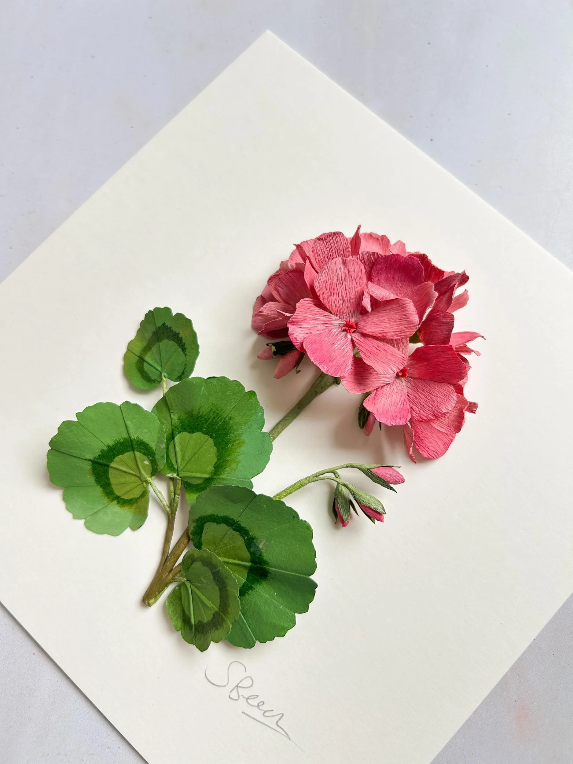 pink-paper-geranium-flatlay-a-petal-unfolds.jpg