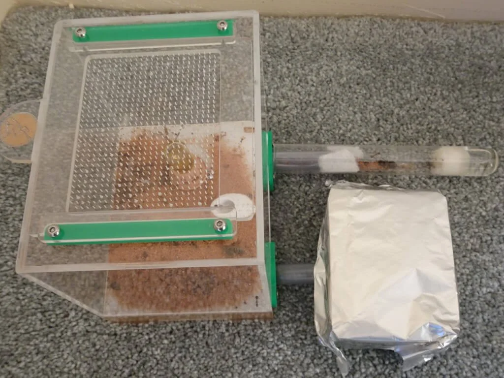 Raising ants to save a butterfly — Mallee Conservation