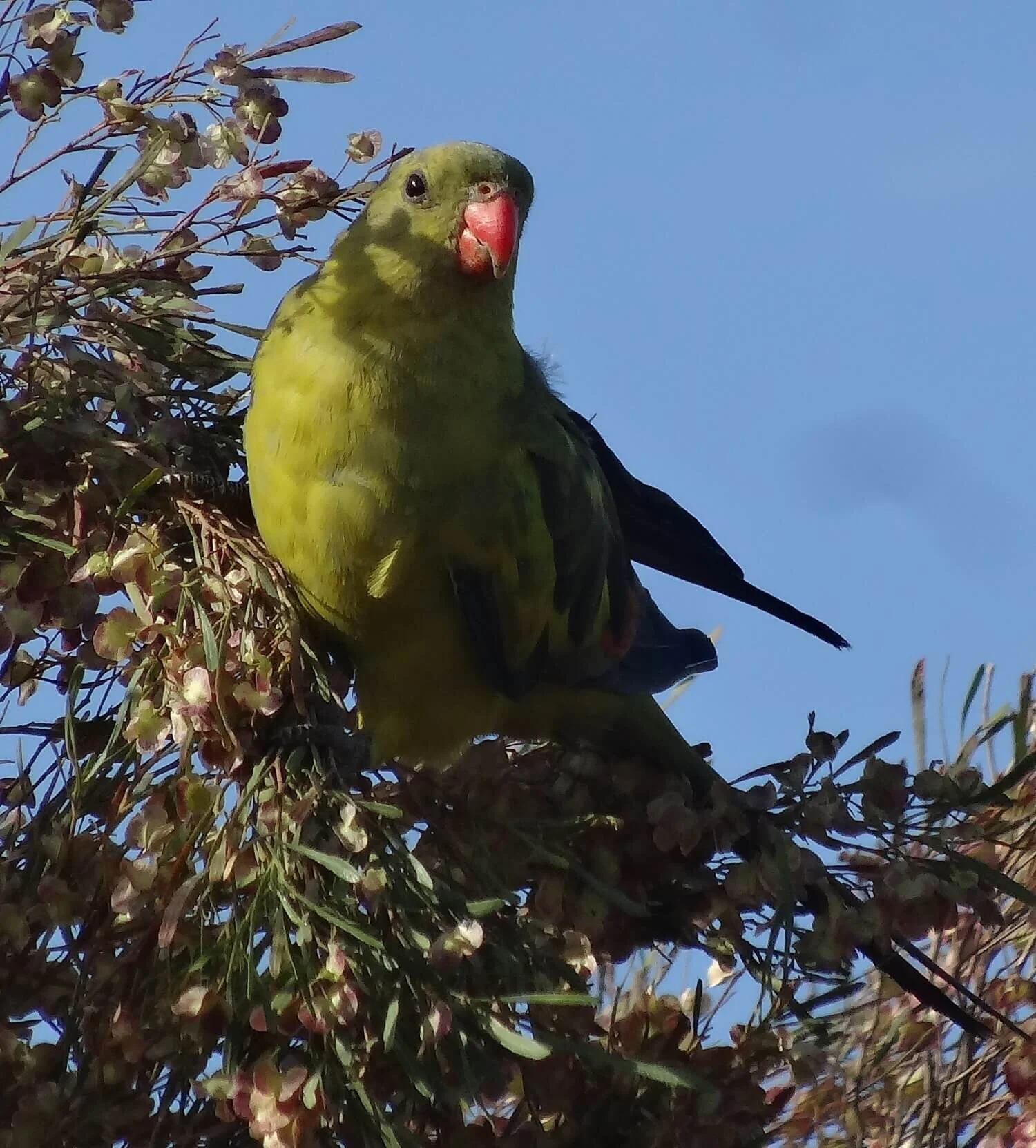 Regent Parrot (2).jpg