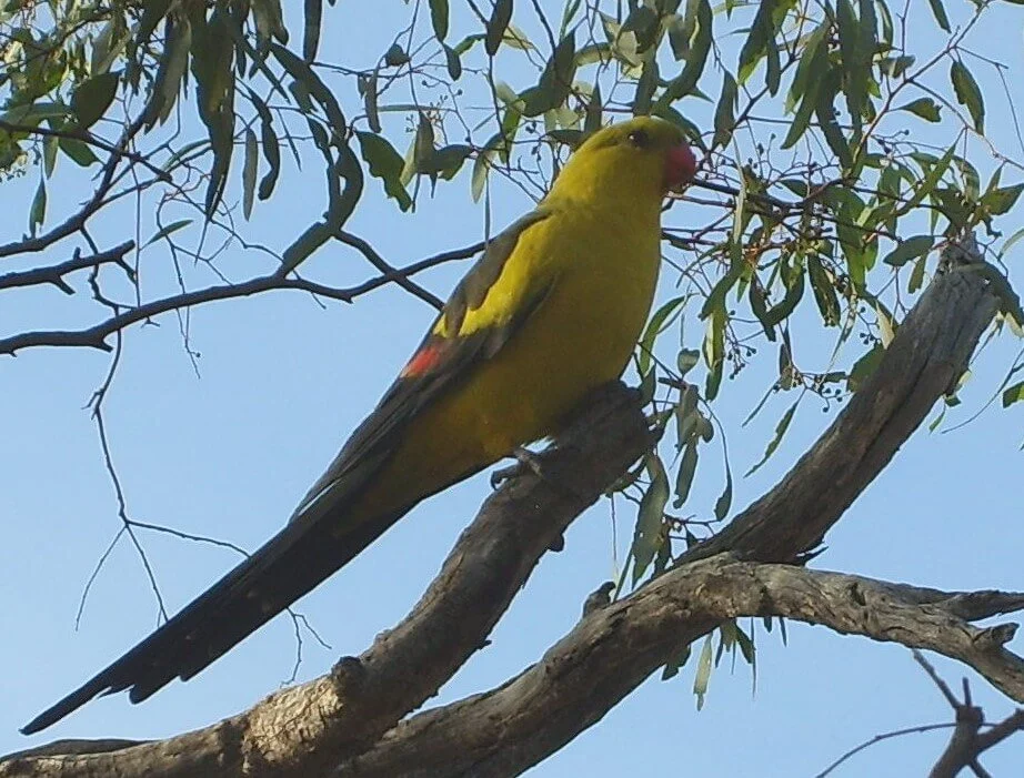 Regent Parrot (3).jpg