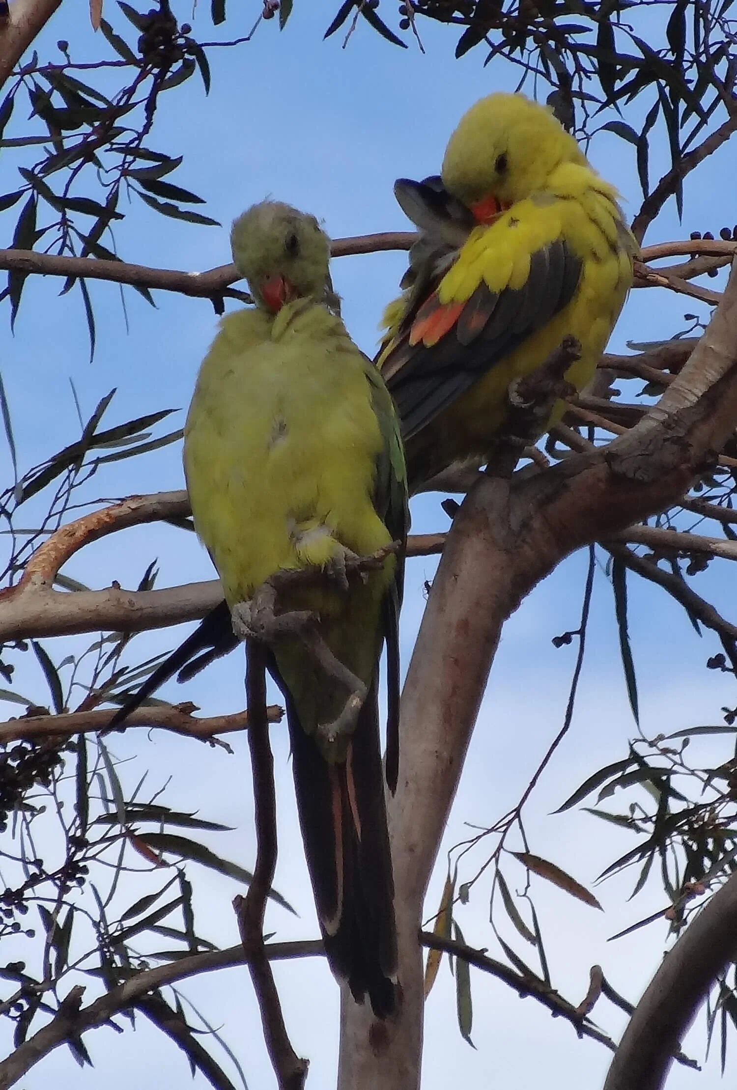 Regent Parrot (4).jpg