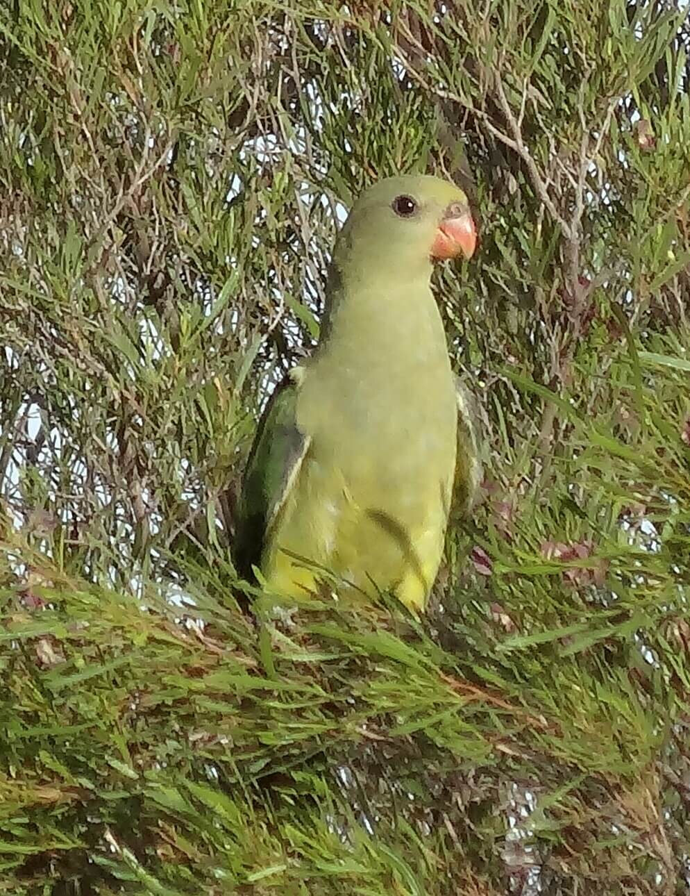 Regent Parrots