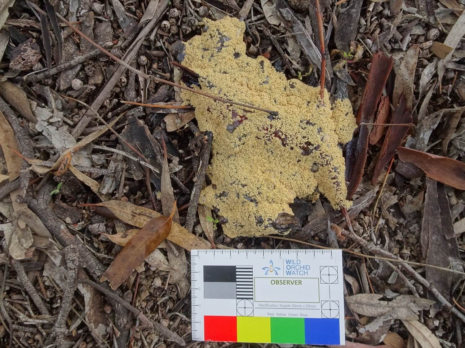 Slime mould Leocarpus fragilis 2010-08 (3).jpg