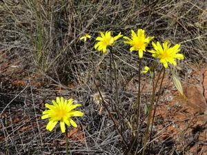 Murnong - the Yam Daisy — Mallee Conservation