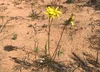 Murnong - the Yam Daisy — Mallee Conservation