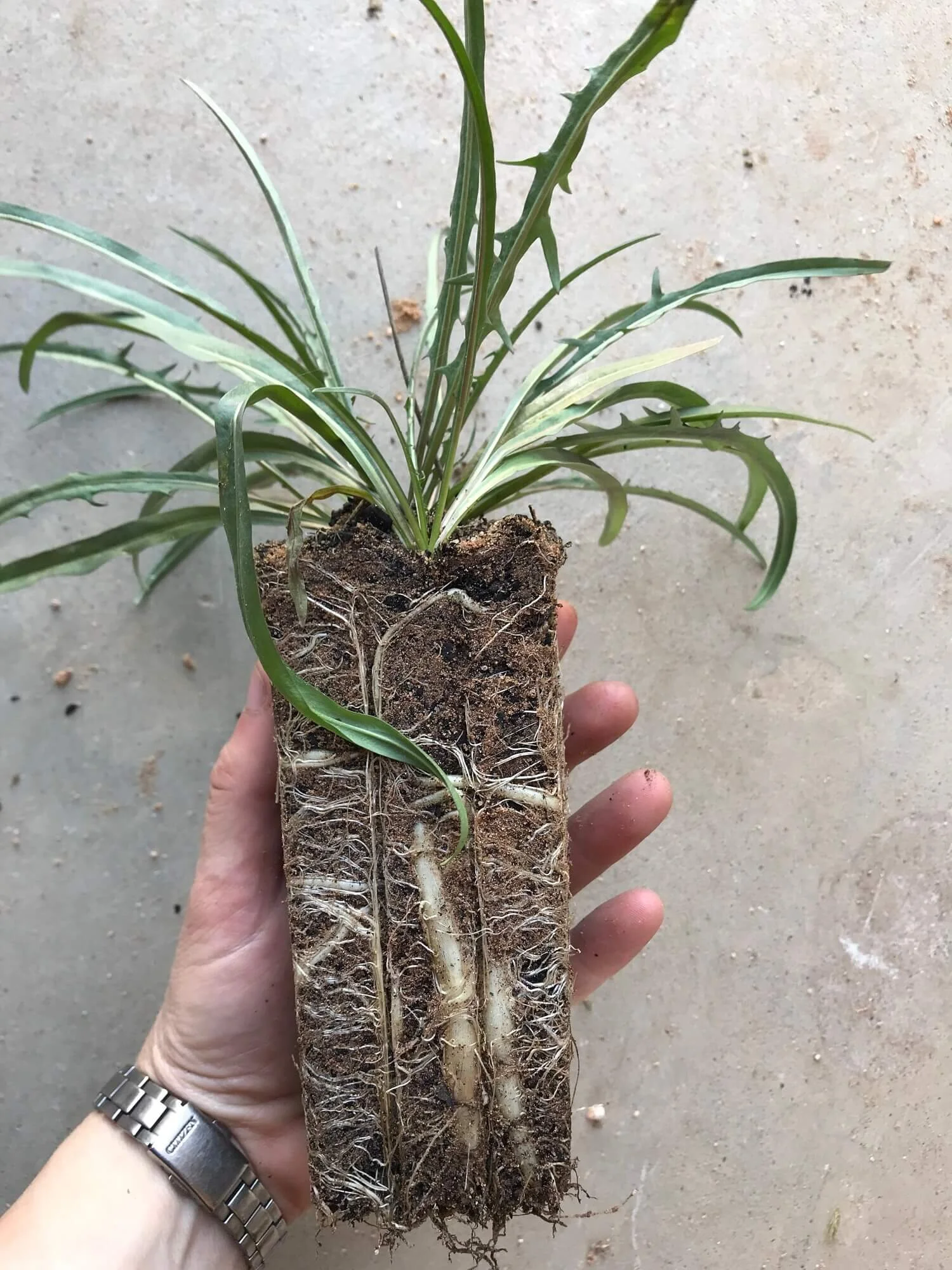 Murnong the Yam Daisy — Mallee Conservation