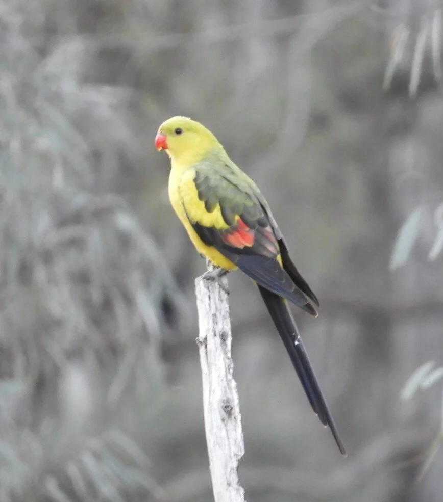 Regent Parrot 2020-09 (3).JPG
