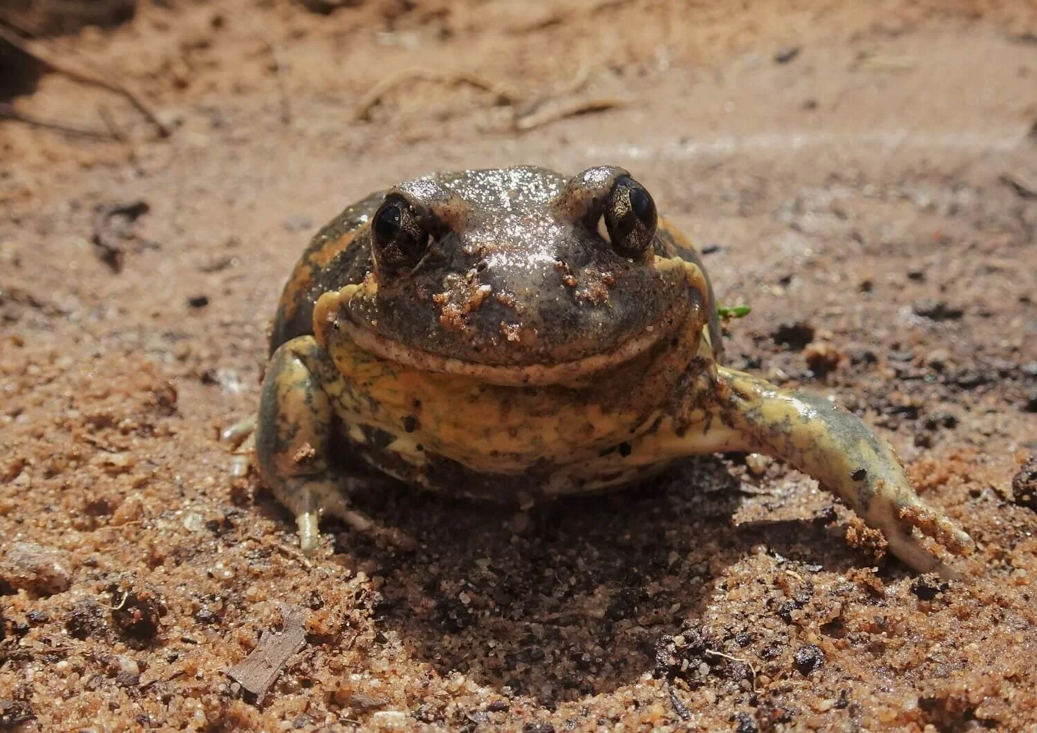 Animals — Mallee Conservation