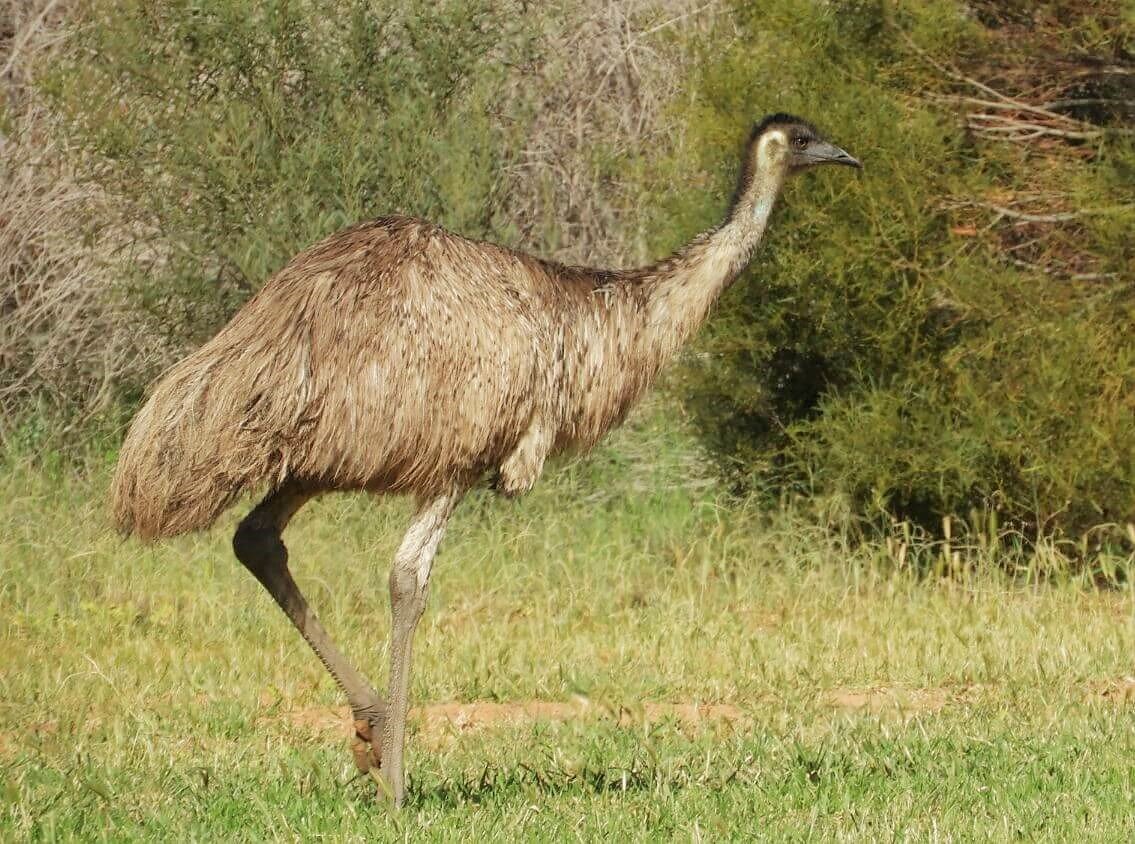 Muscular Emus Emus — Mallee Conservation