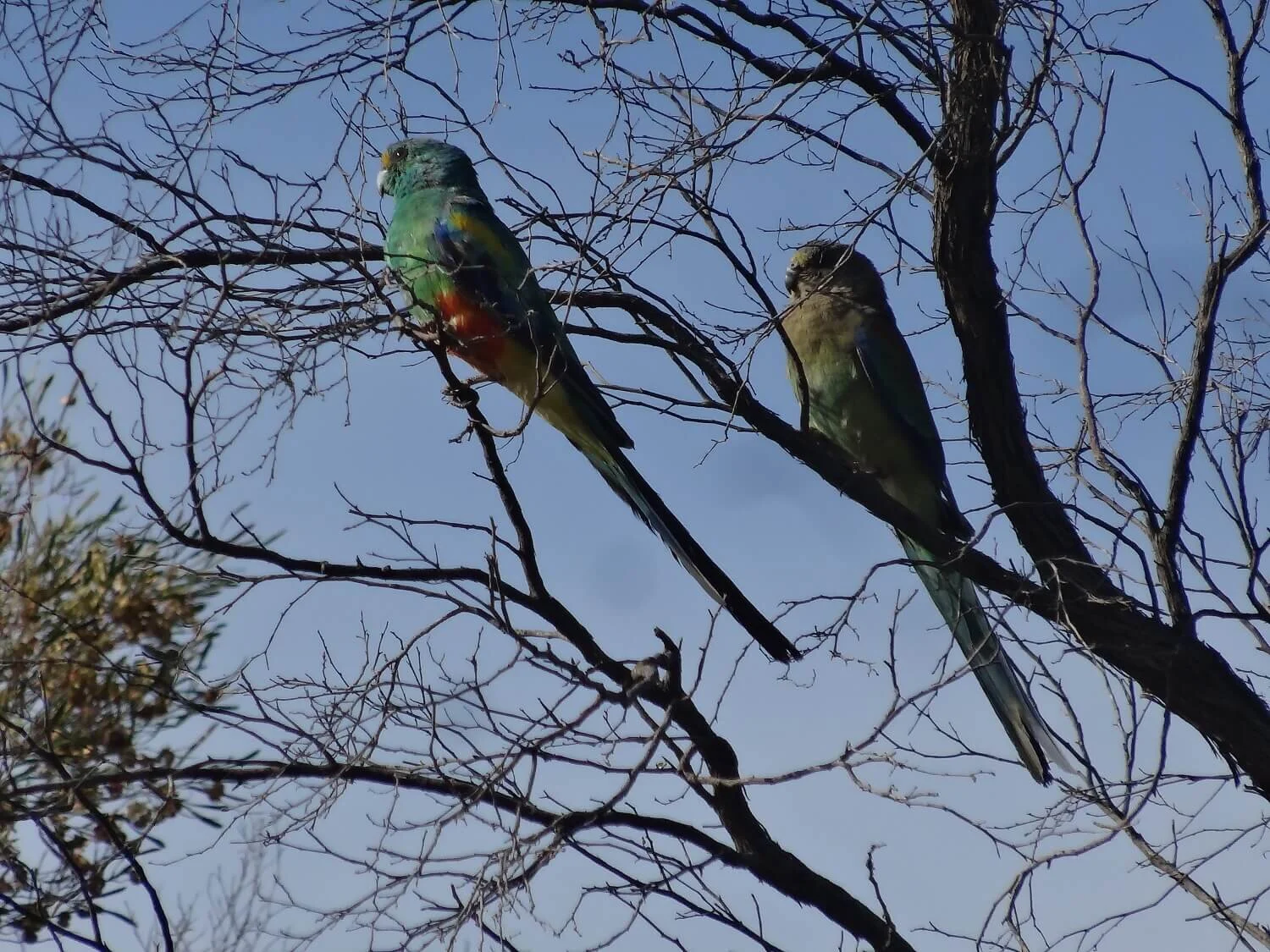 Mulga Parrot