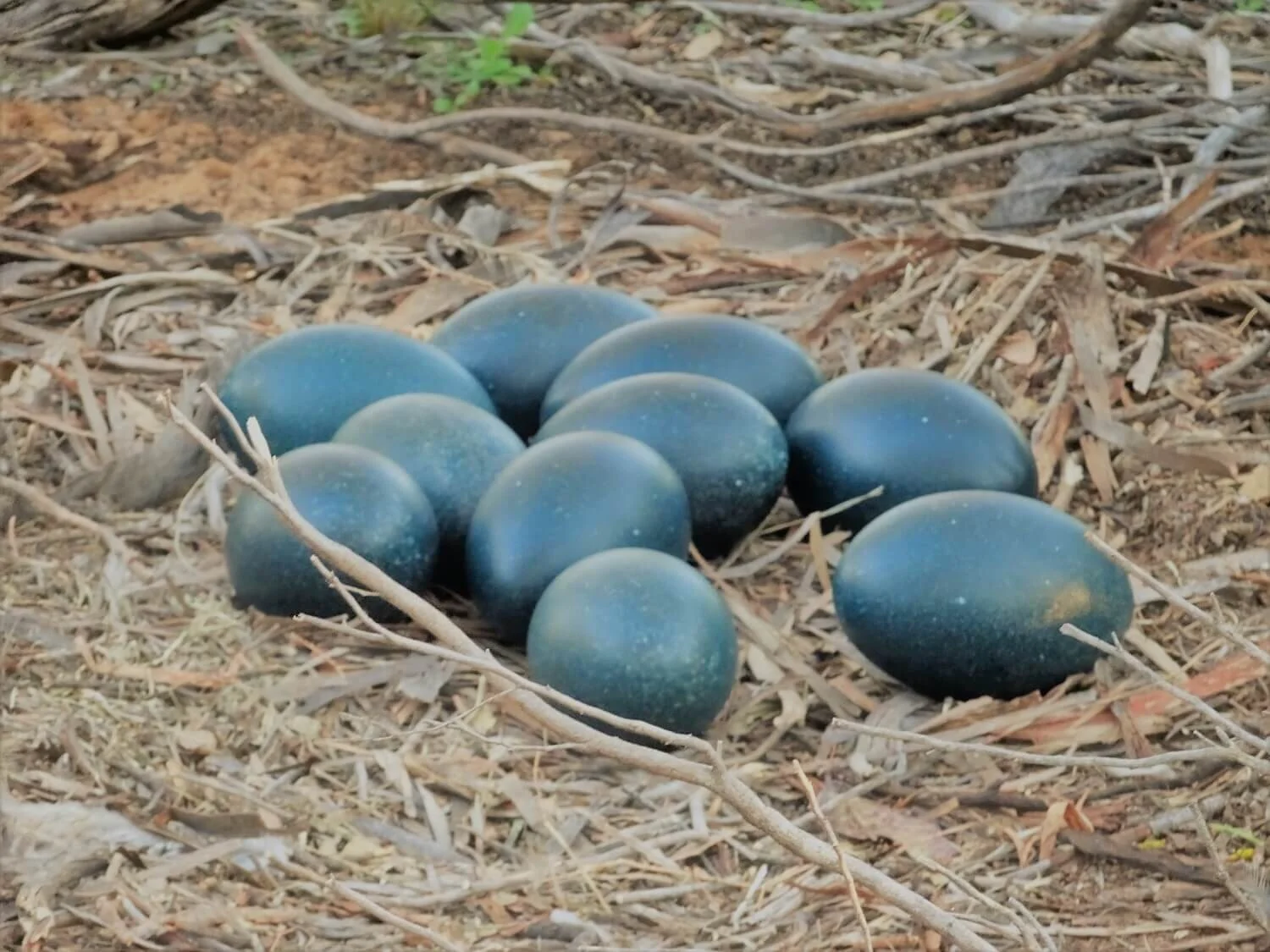 Emus — Mallee Conservation