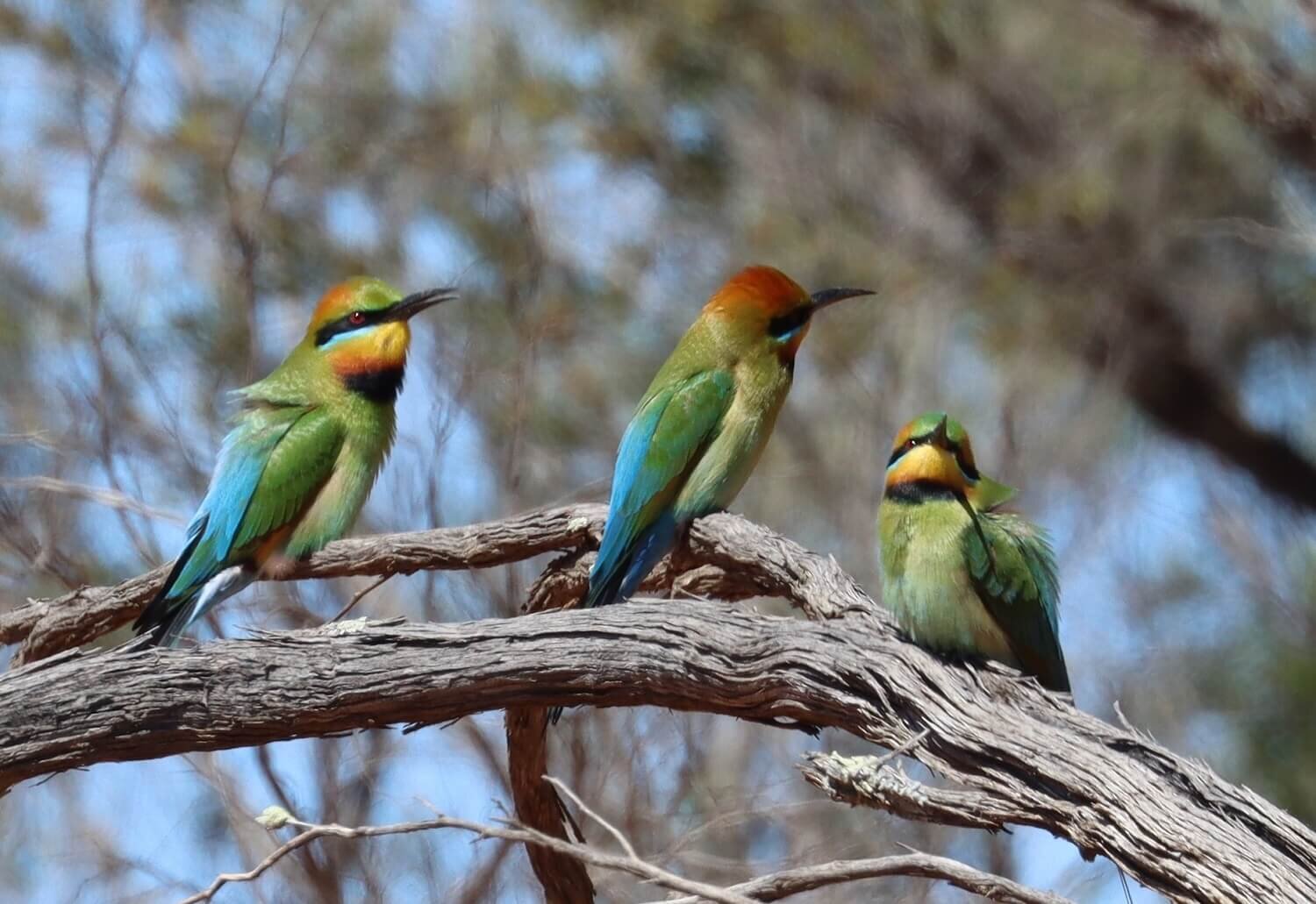 Rainbow Bee-eaters and Dollarbirds — Mallee Conservation